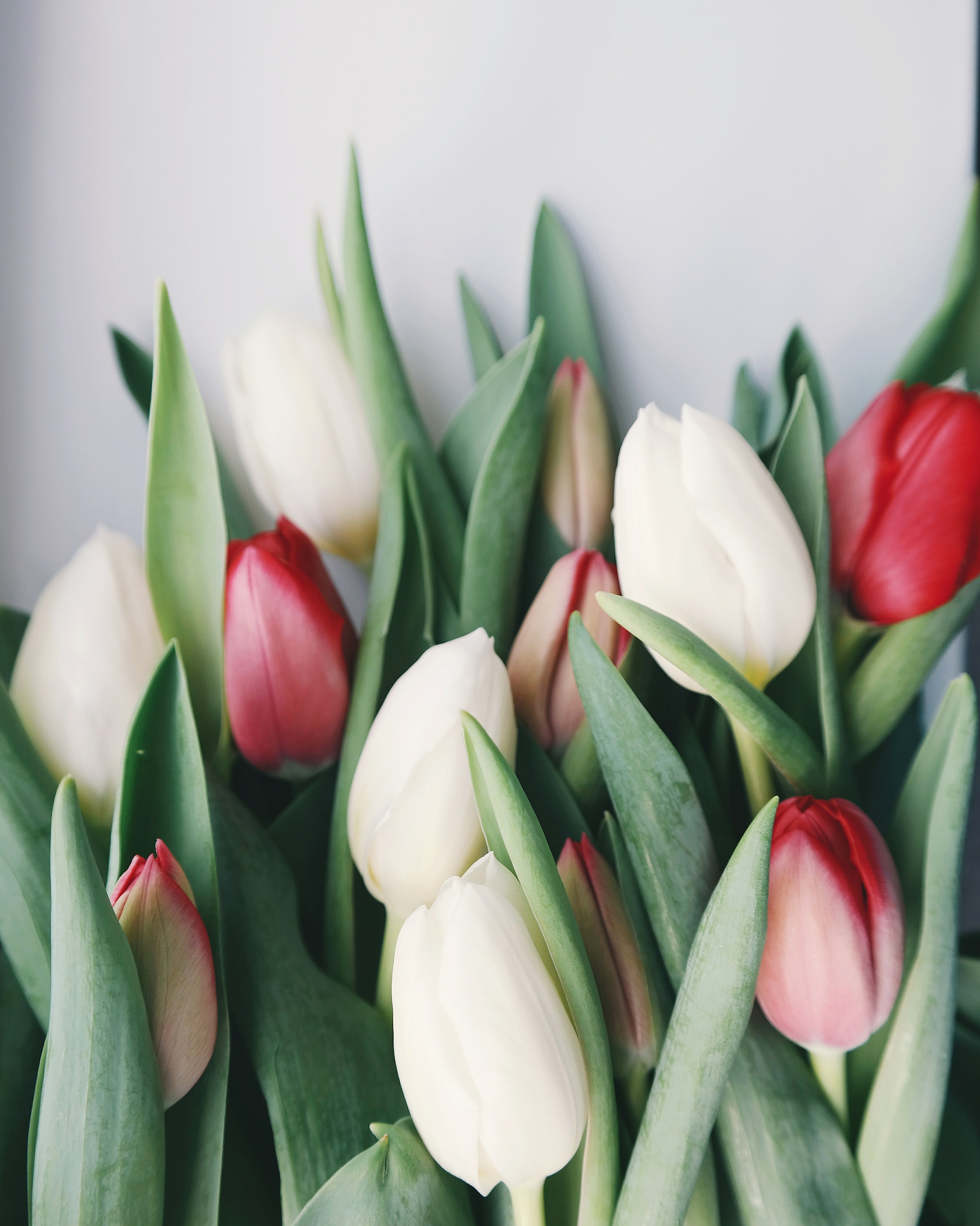 Tulip Wallpapers