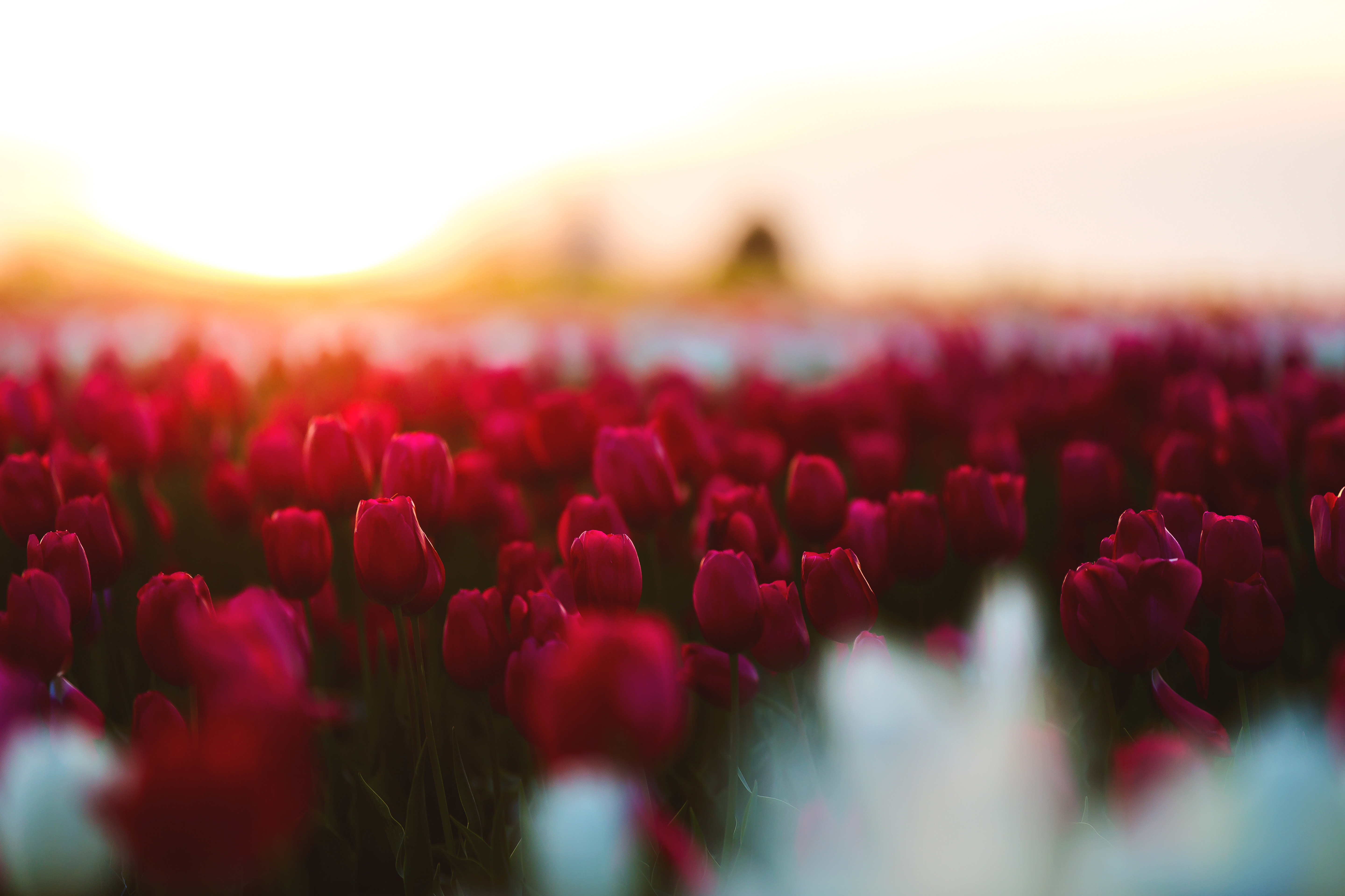 Tulip Field 5K Wallpapers