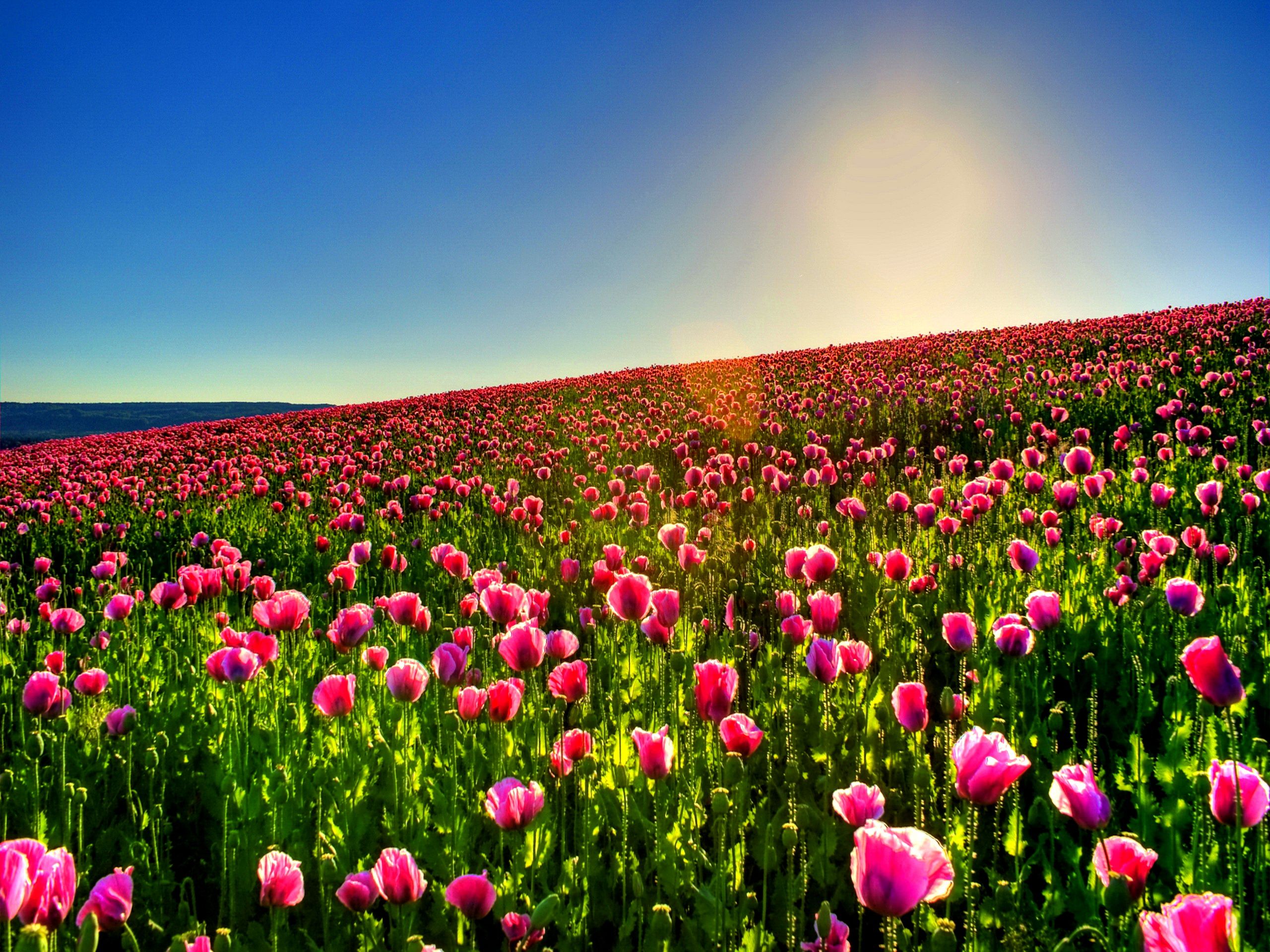 Tulip Field 5K Wallpapers