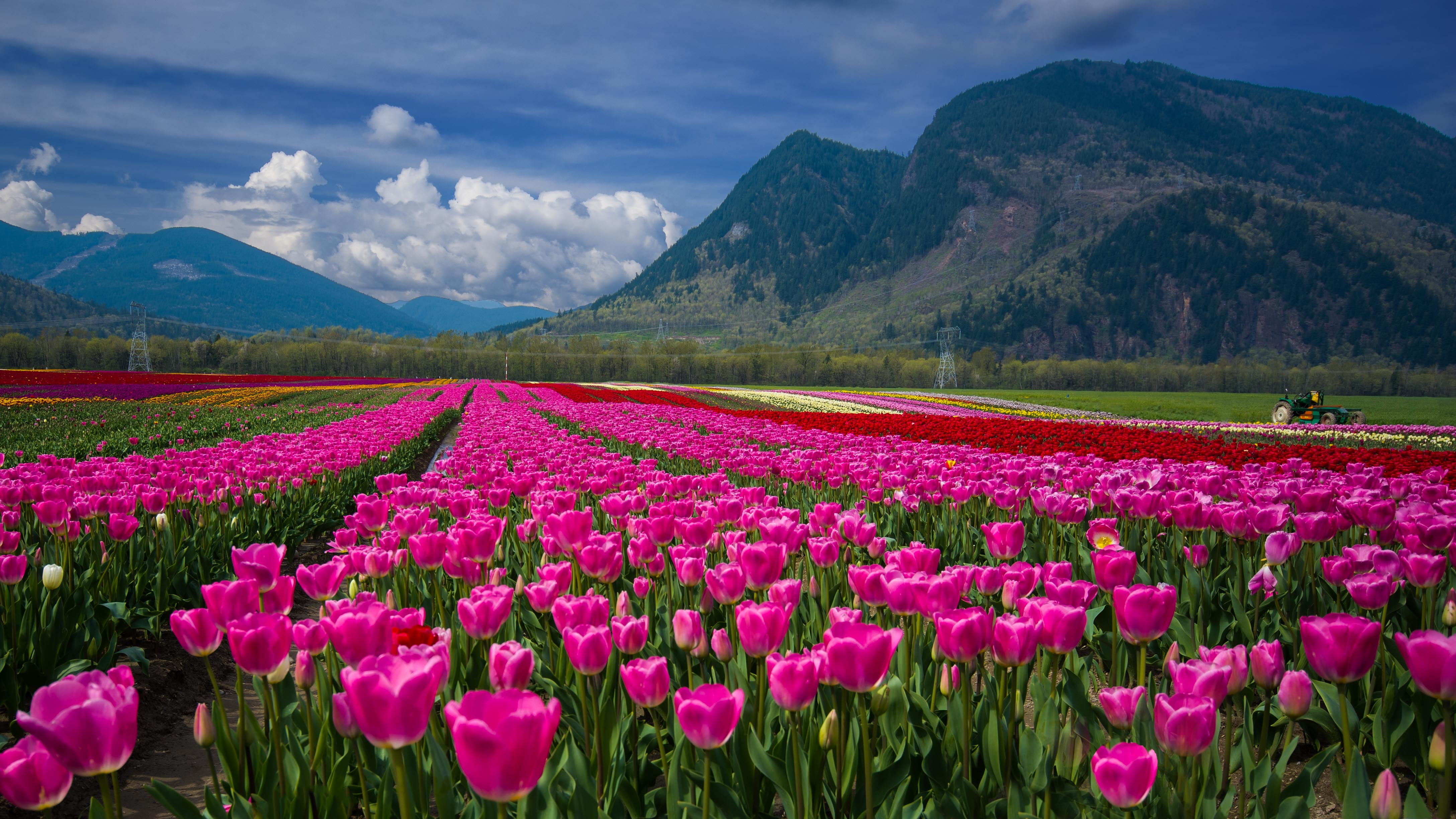 Tulip Field 5K Wallpapers