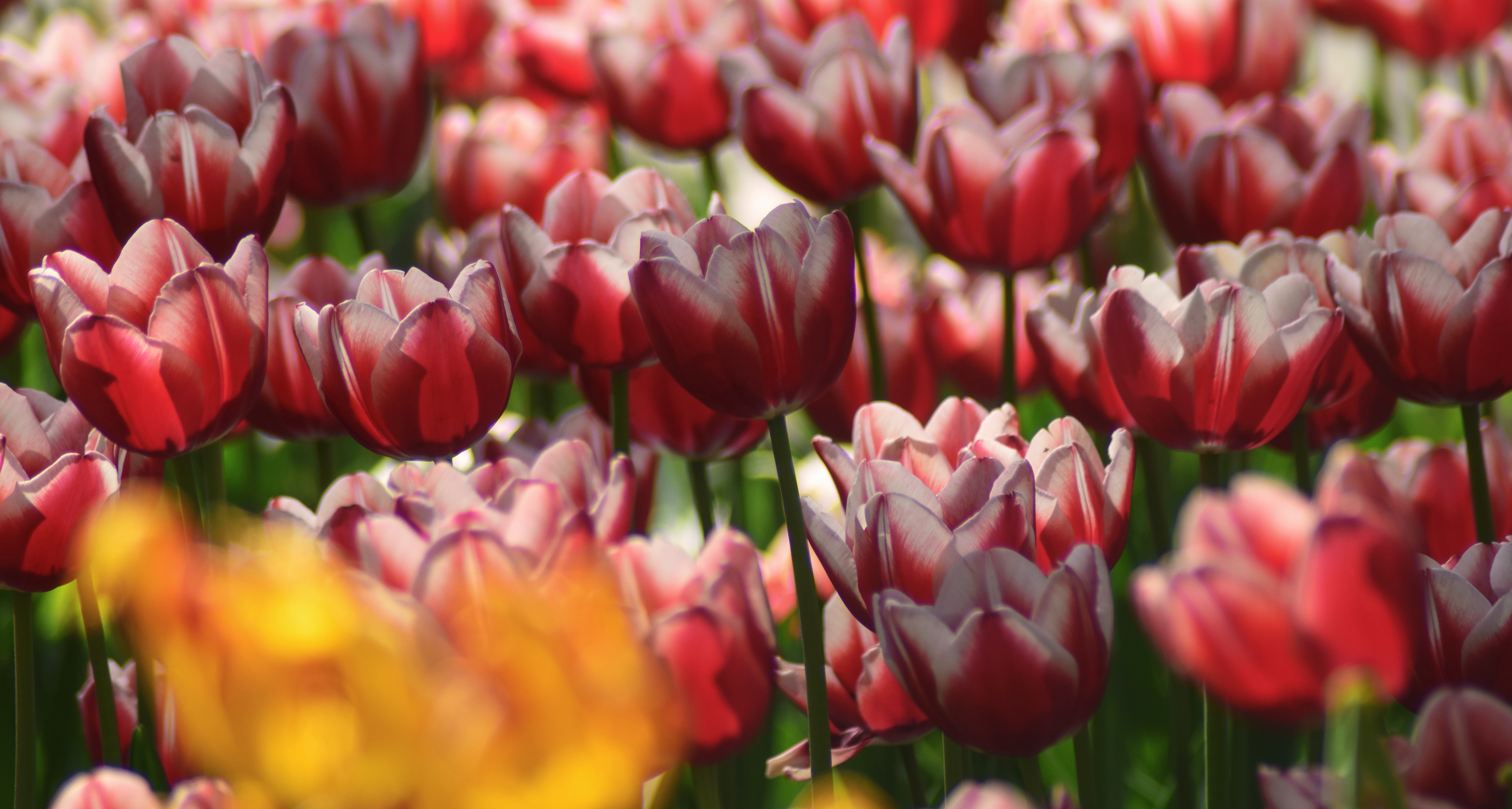 Tulip Field 5K Wallpapers