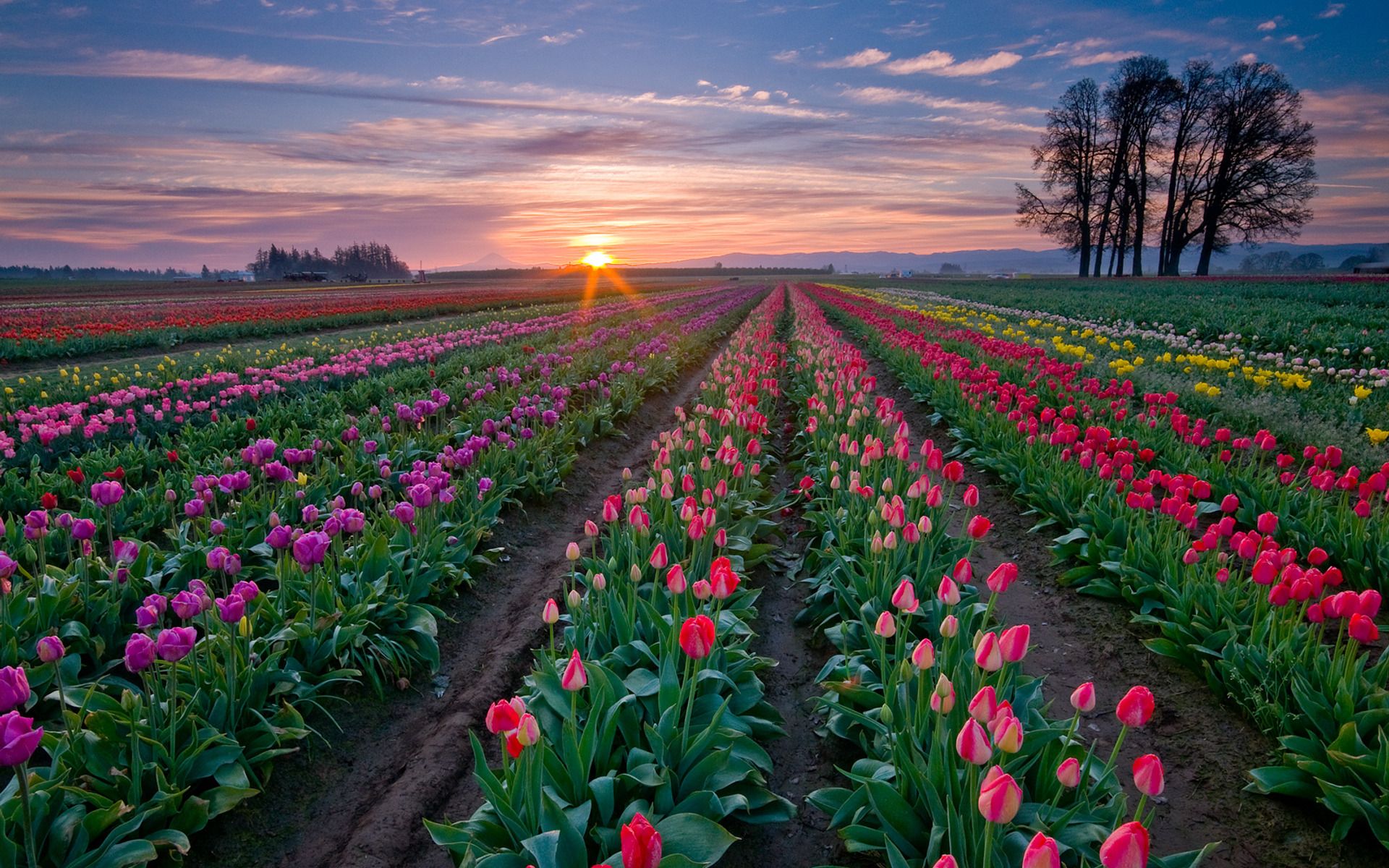 Tulip Field 5K Wallpapers