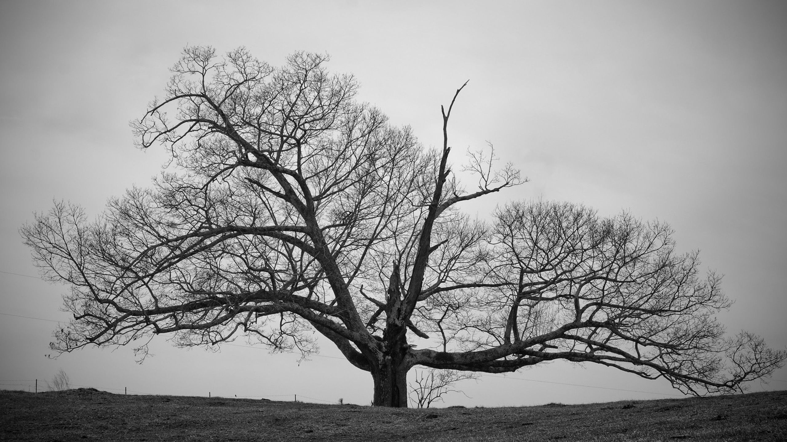 Twisted Tree Wallpapers