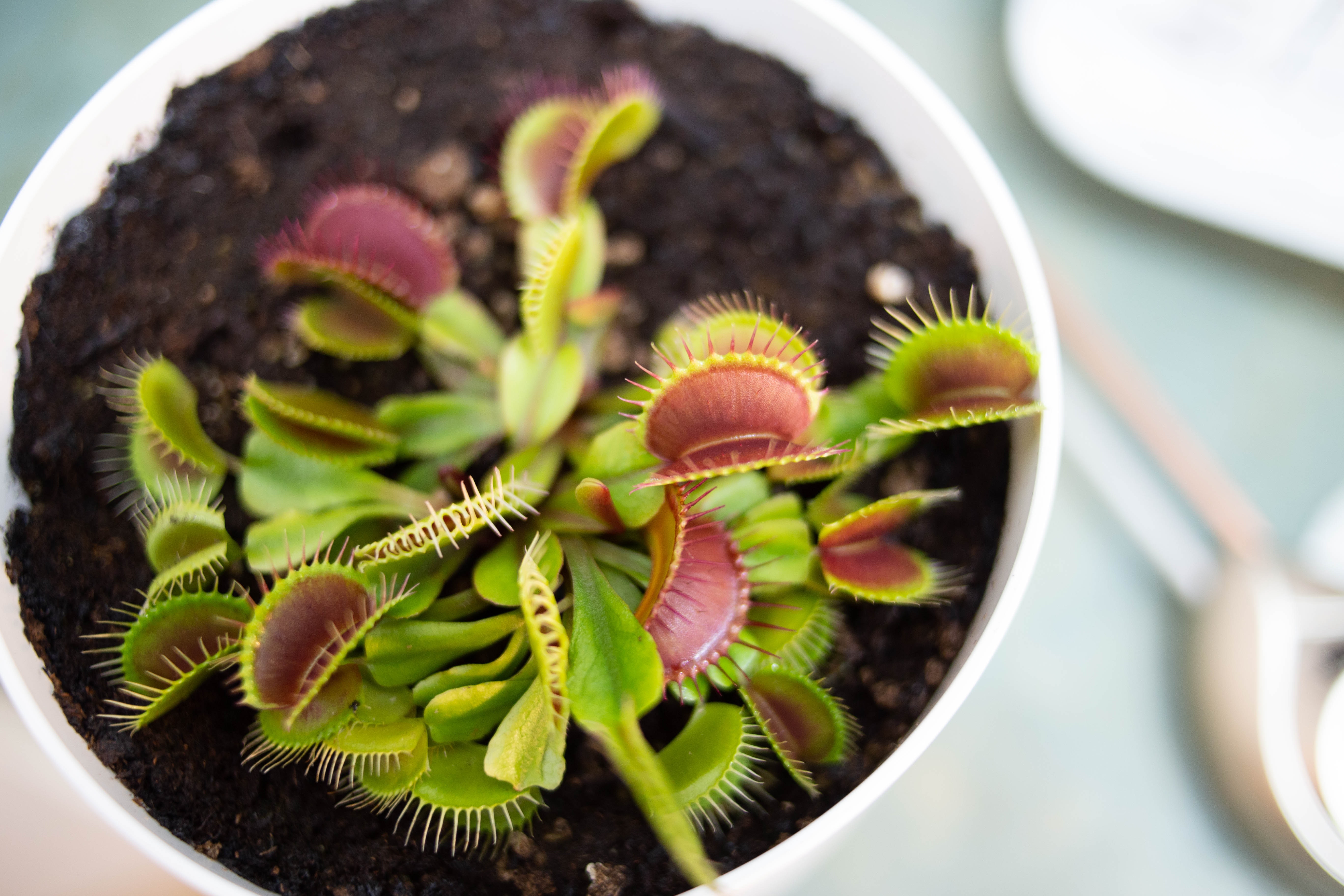 Venus Flytrap Wallpapers