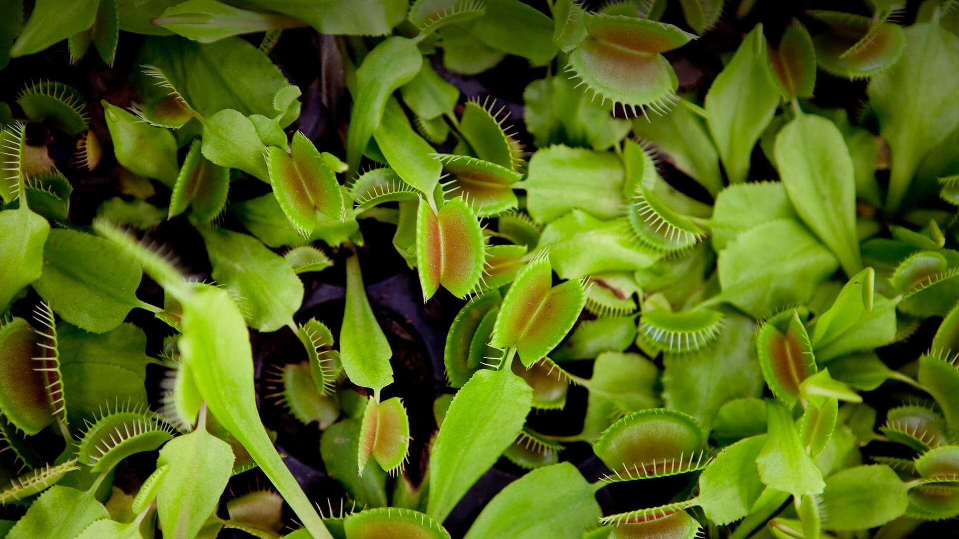 Venus Flytrap Wallpapers