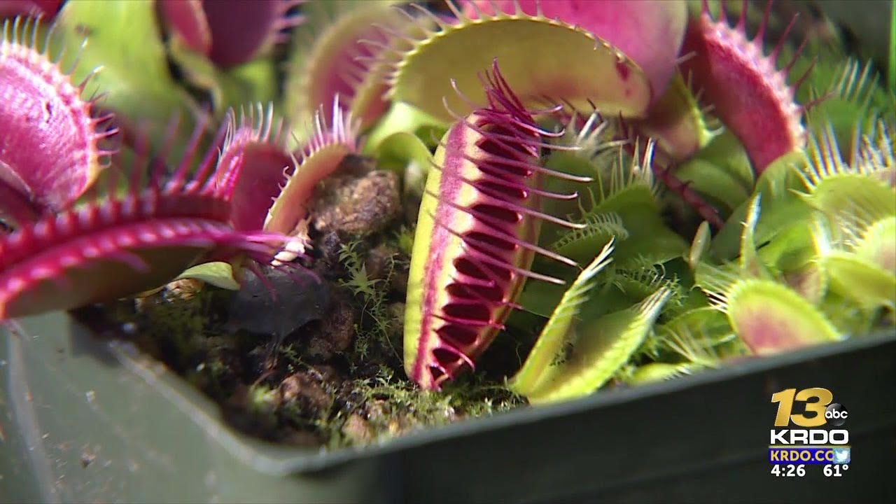 Venus Flytrap Wallpapers