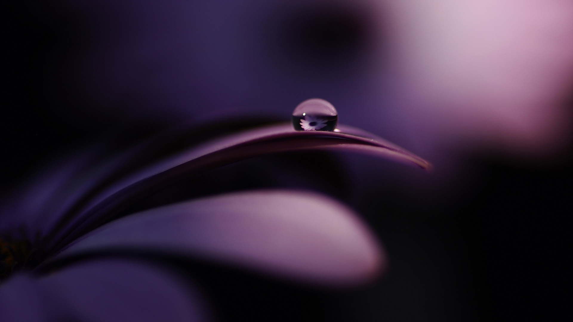 Water Drop Wallpapers