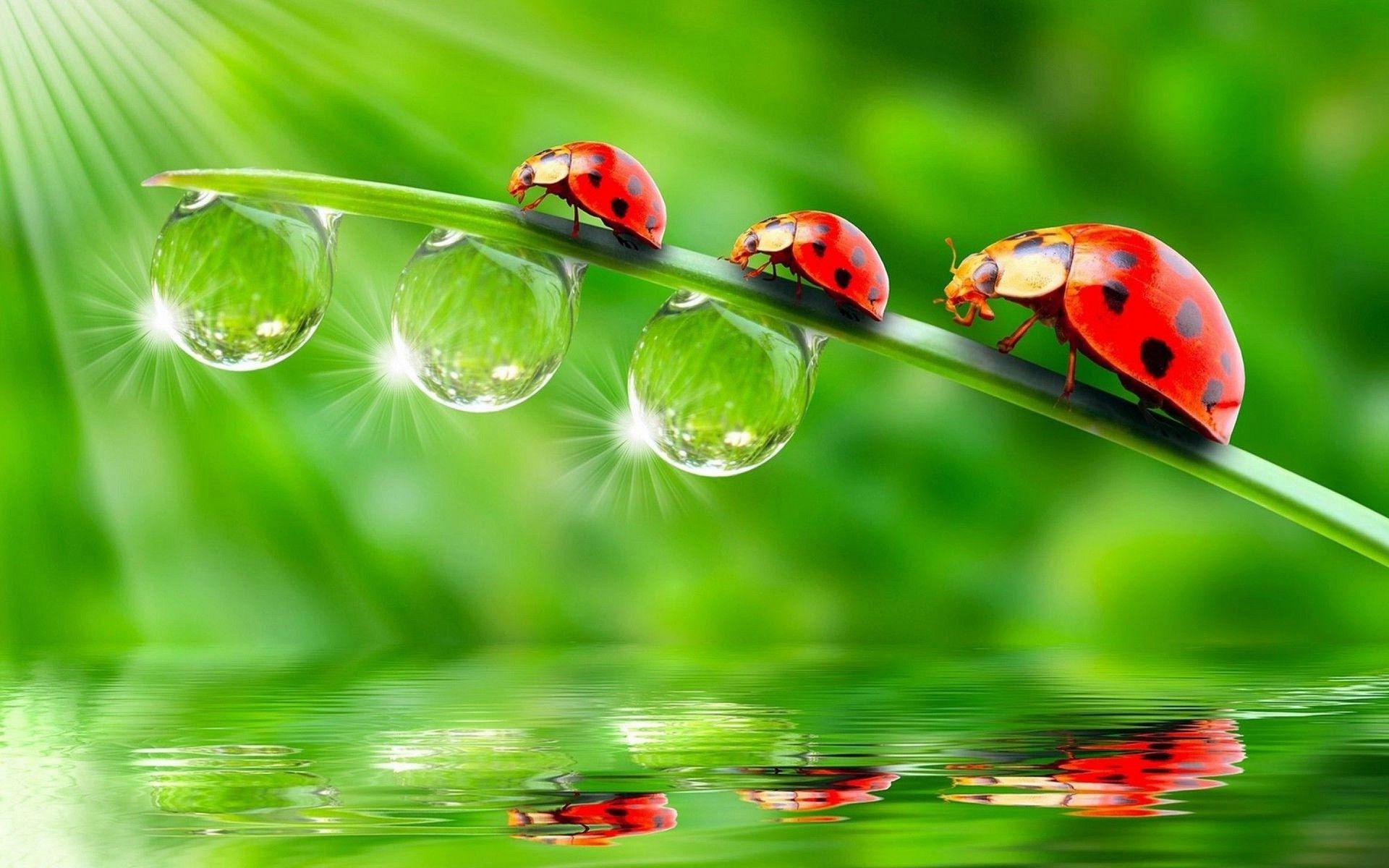 Water Drop Reflection Wallpapers