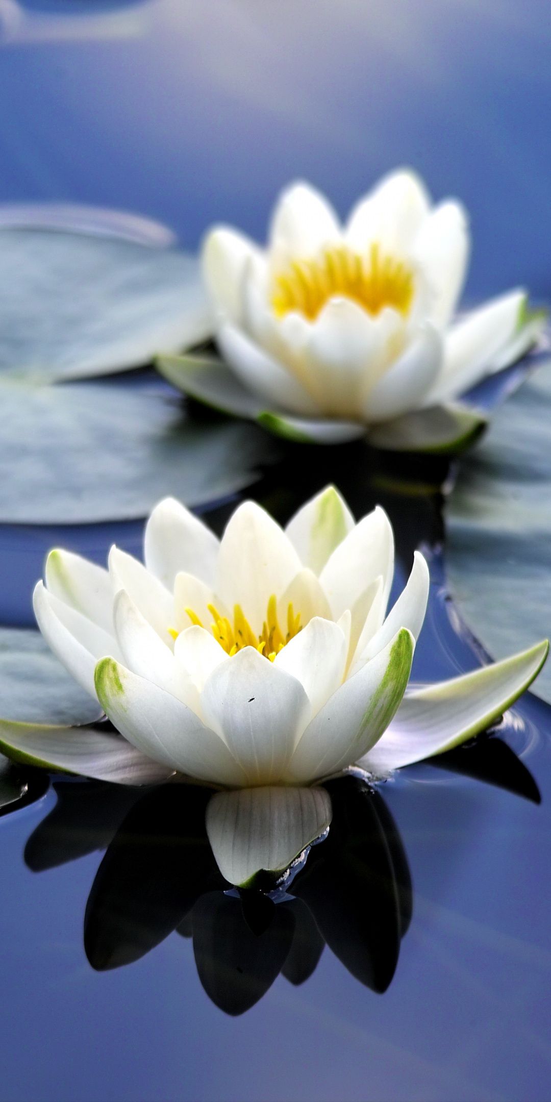 Water Lily Wallpapers