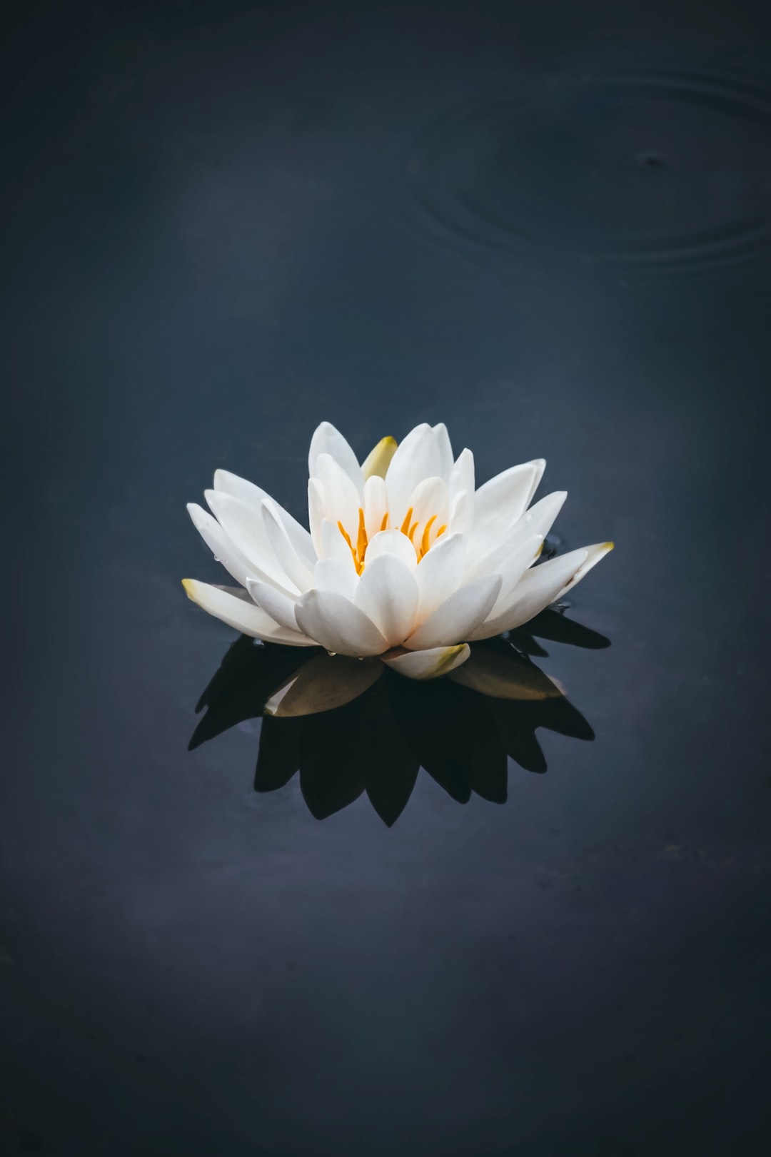 Water Lily Wallpapers