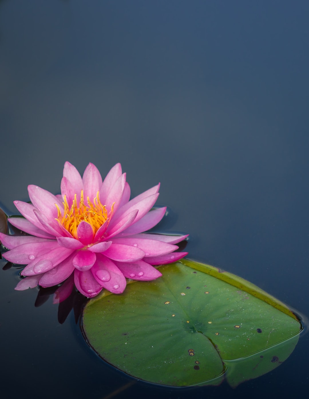 Water Lily Wallpapers