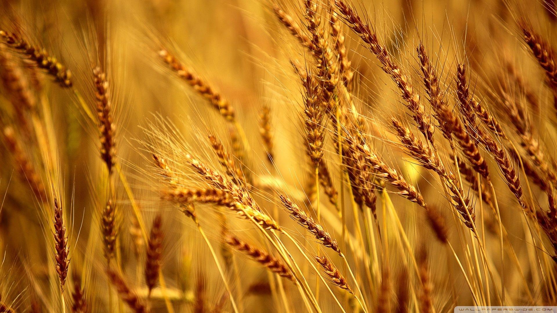 Wheat Wallpapers