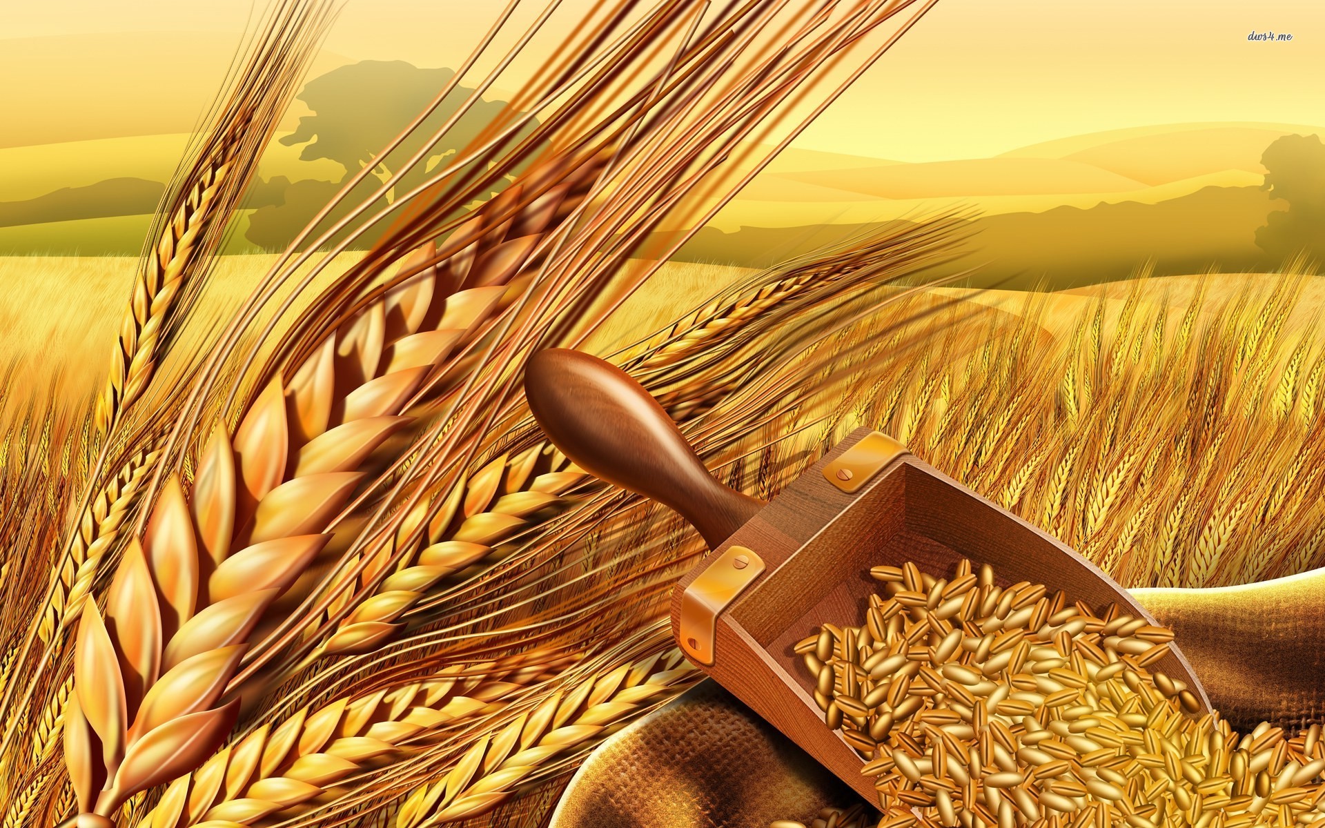 Wheat Wallpapers