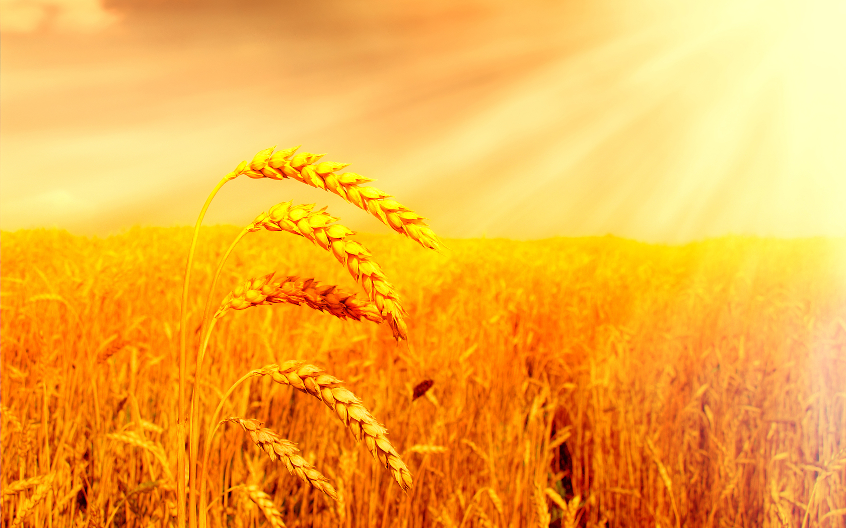 Wheat Wallpapers