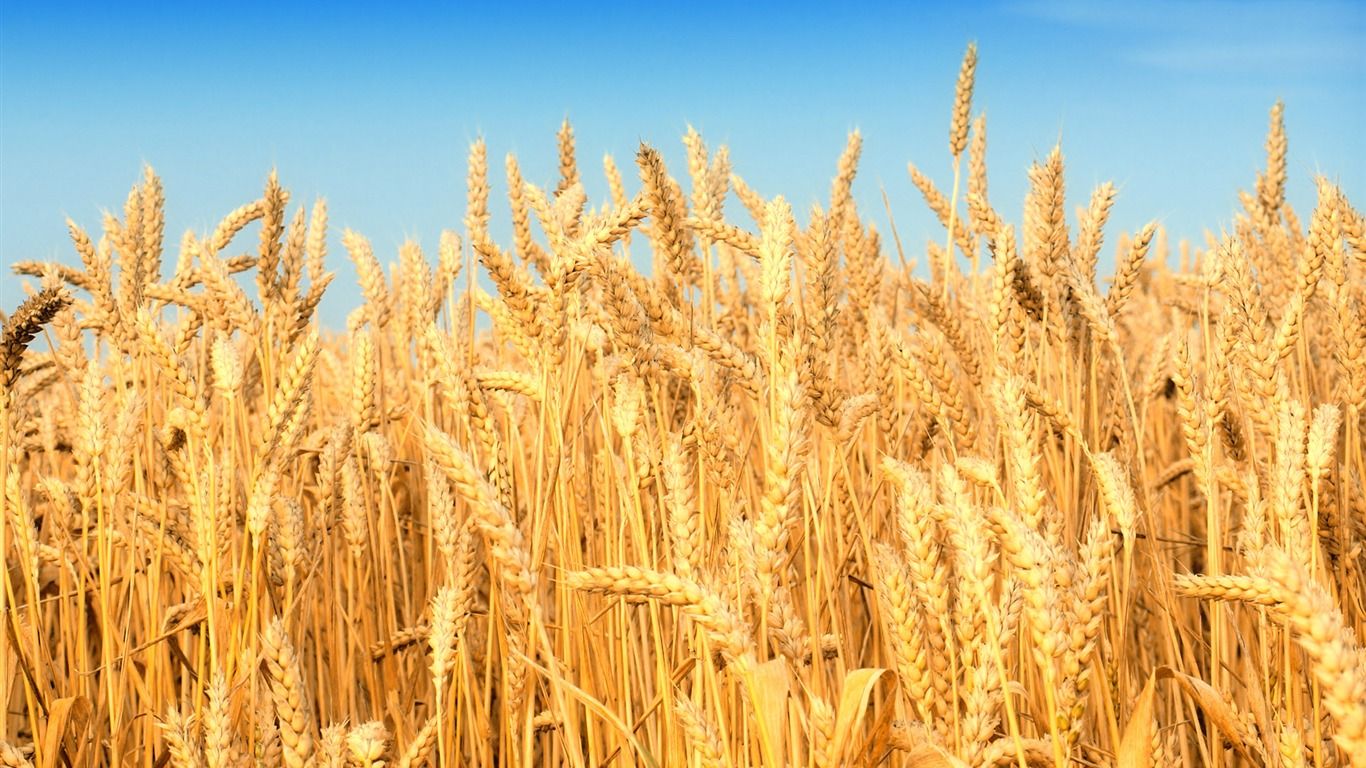 Wheat Wallpapers