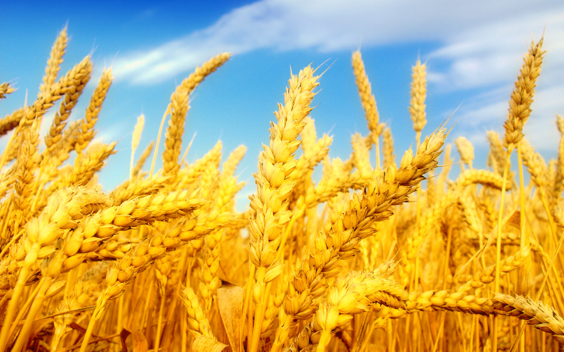 Wheat Wallpapers