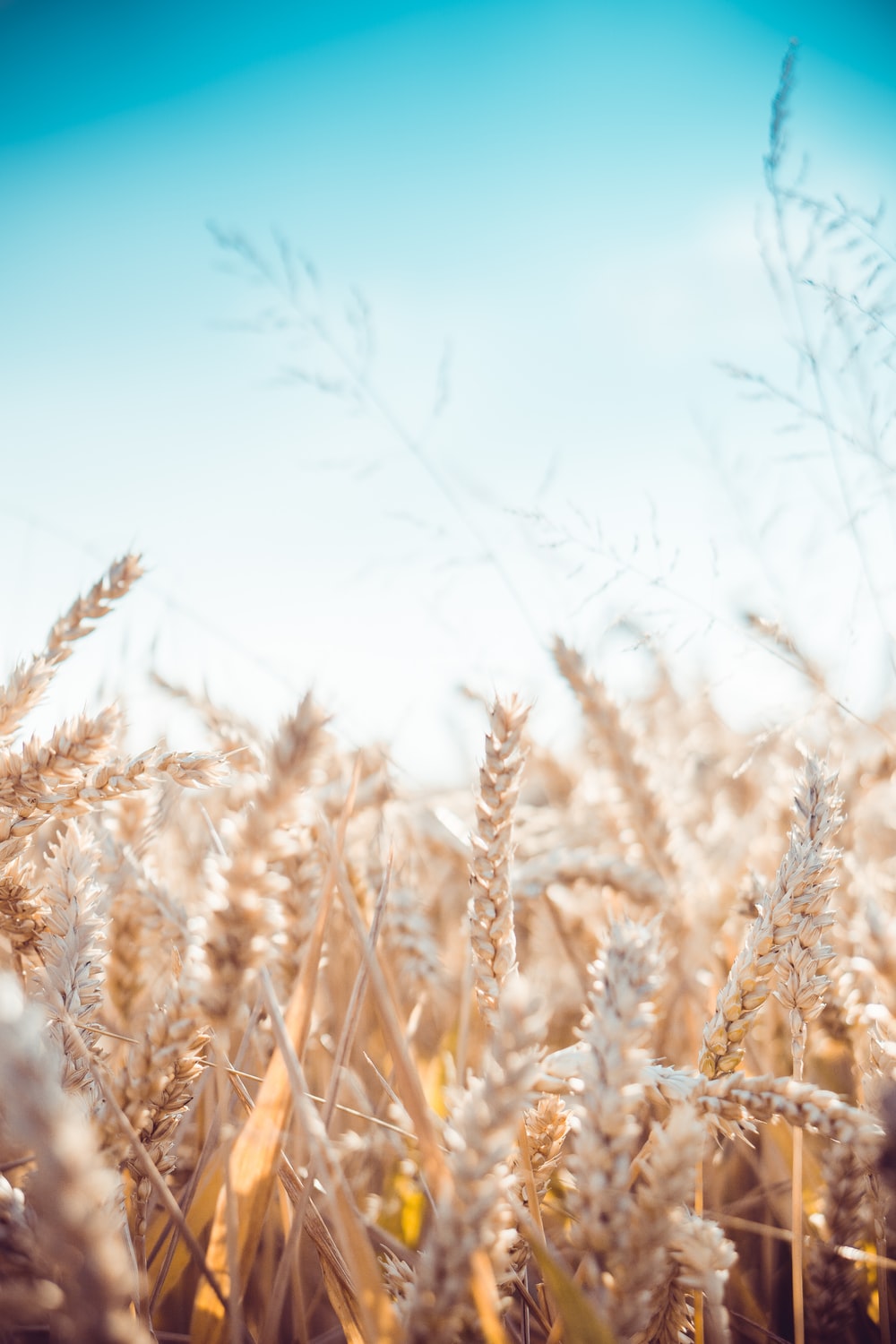 Wheat Wallpapers