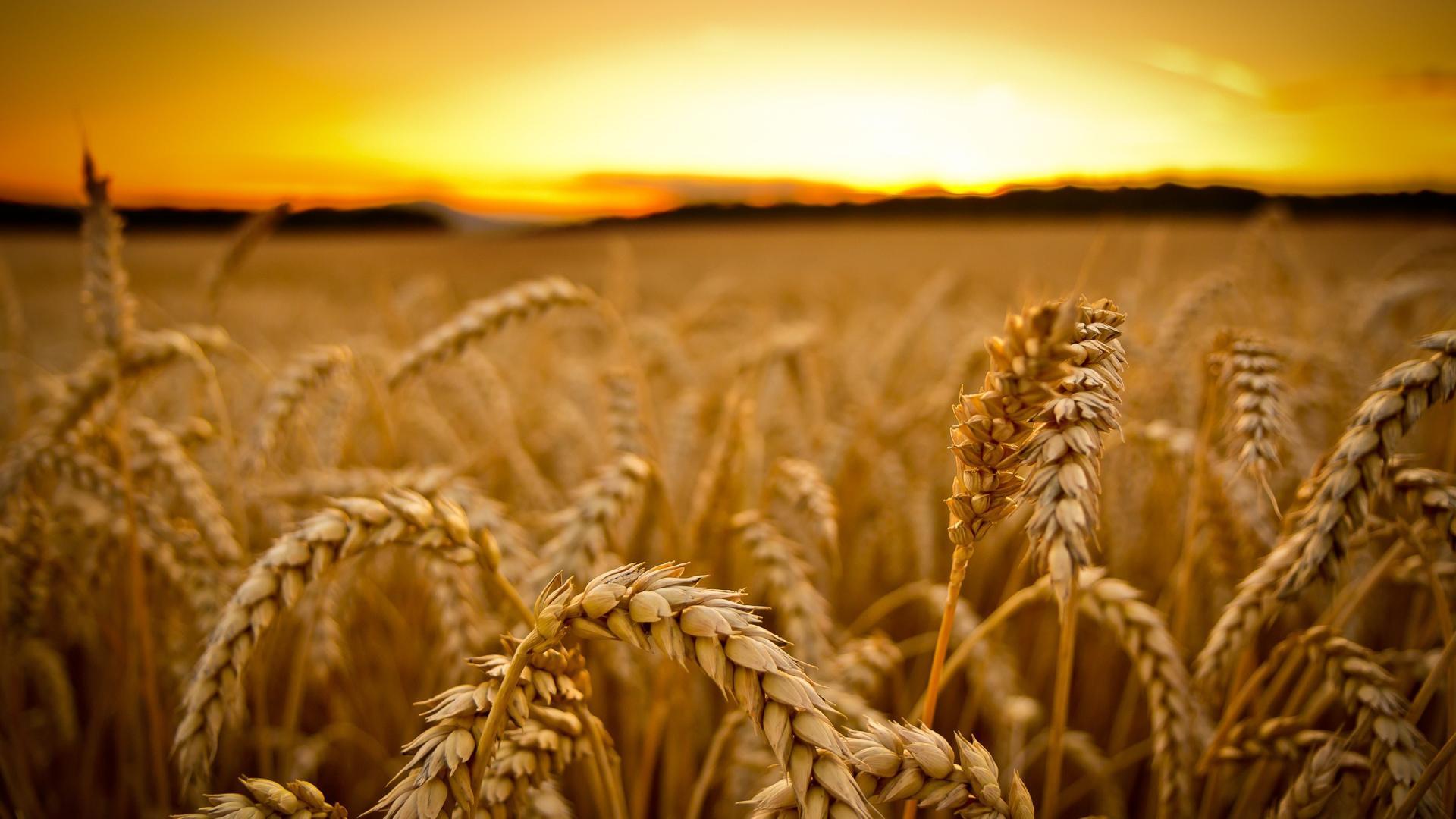 Wheat Wallpapers