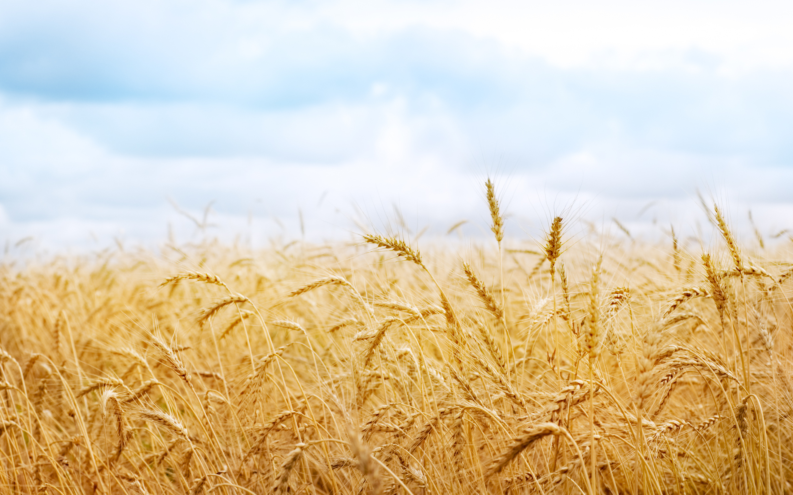 Wheat Wallpapers