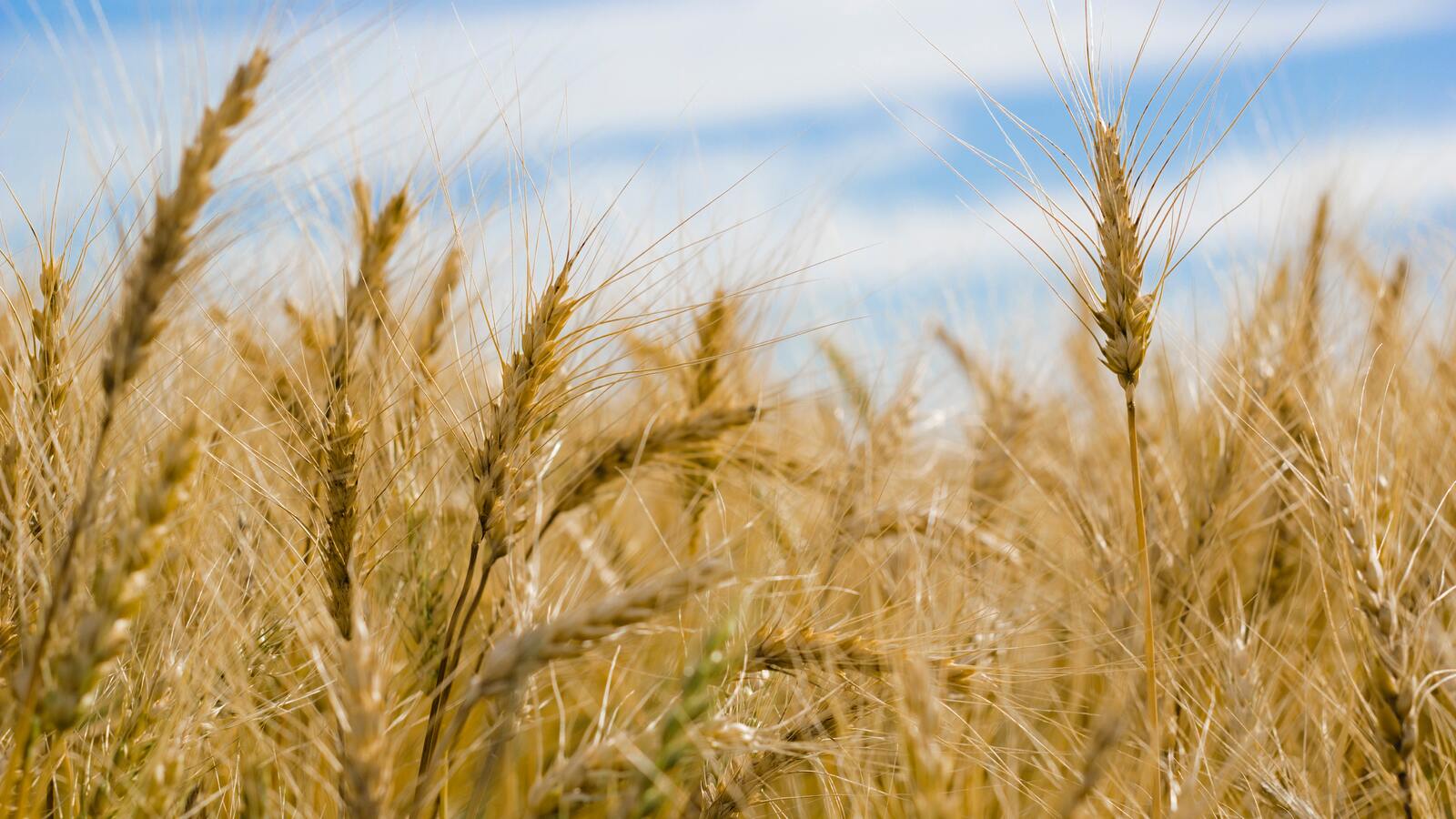 Wheat 4K Farm Field Wallpapers