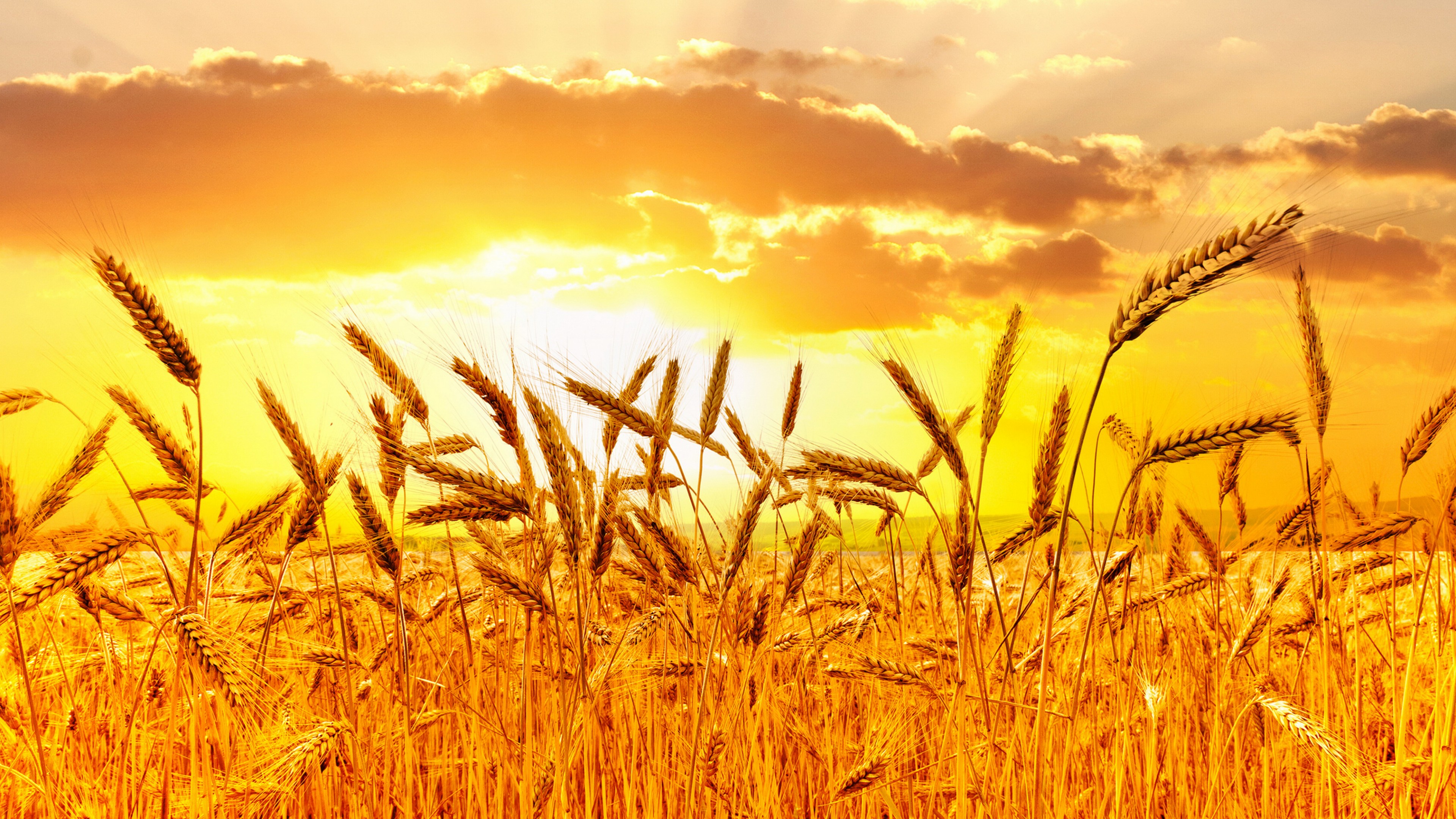 Wheat 4K Farm Field Wallpapers