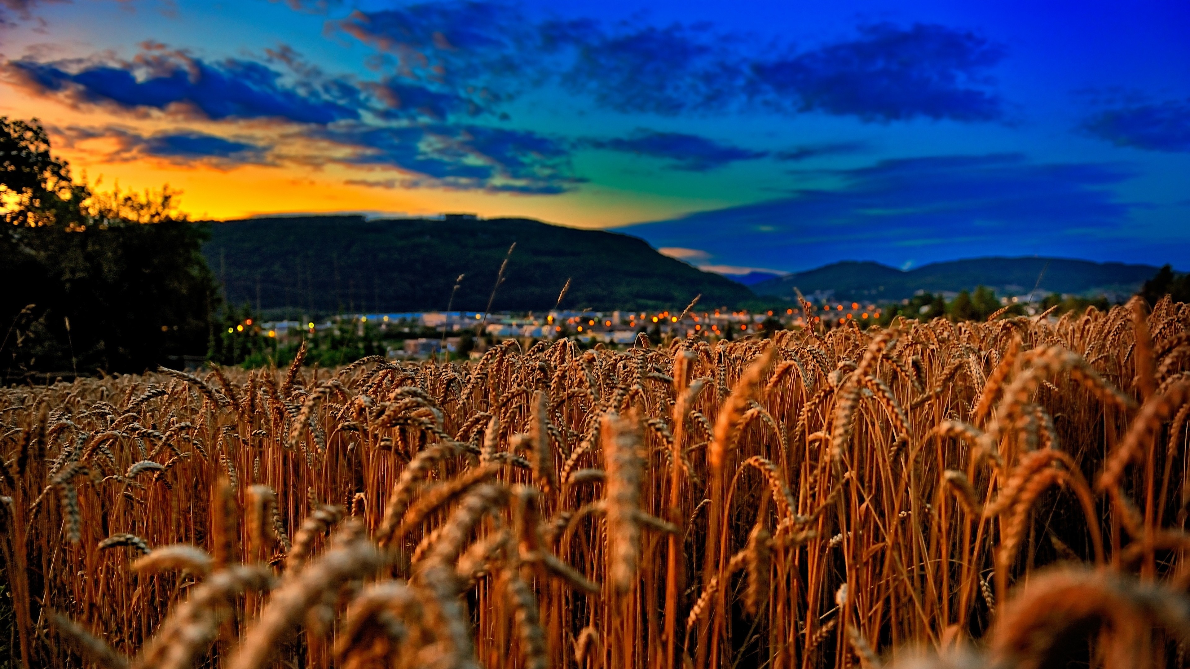 Wheat 4K Farm Field Wallpapers