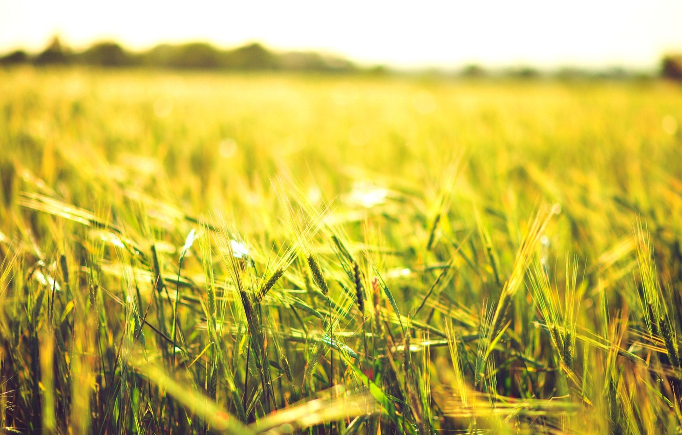 Wheat 4K Farm Field Wallpapers