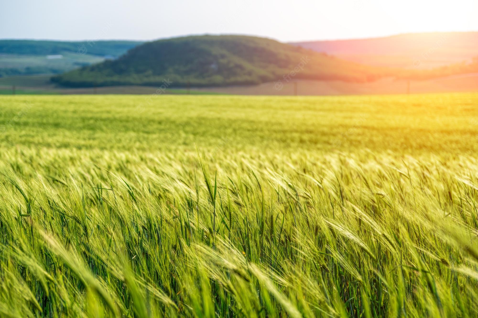 Wheat 4K Farm Field Wallpapers