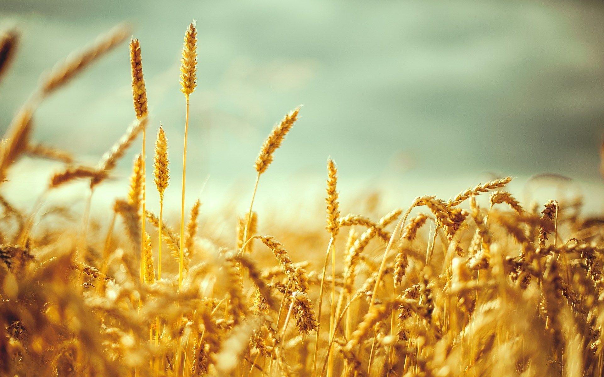 Wheat 4K Field Wallpapers