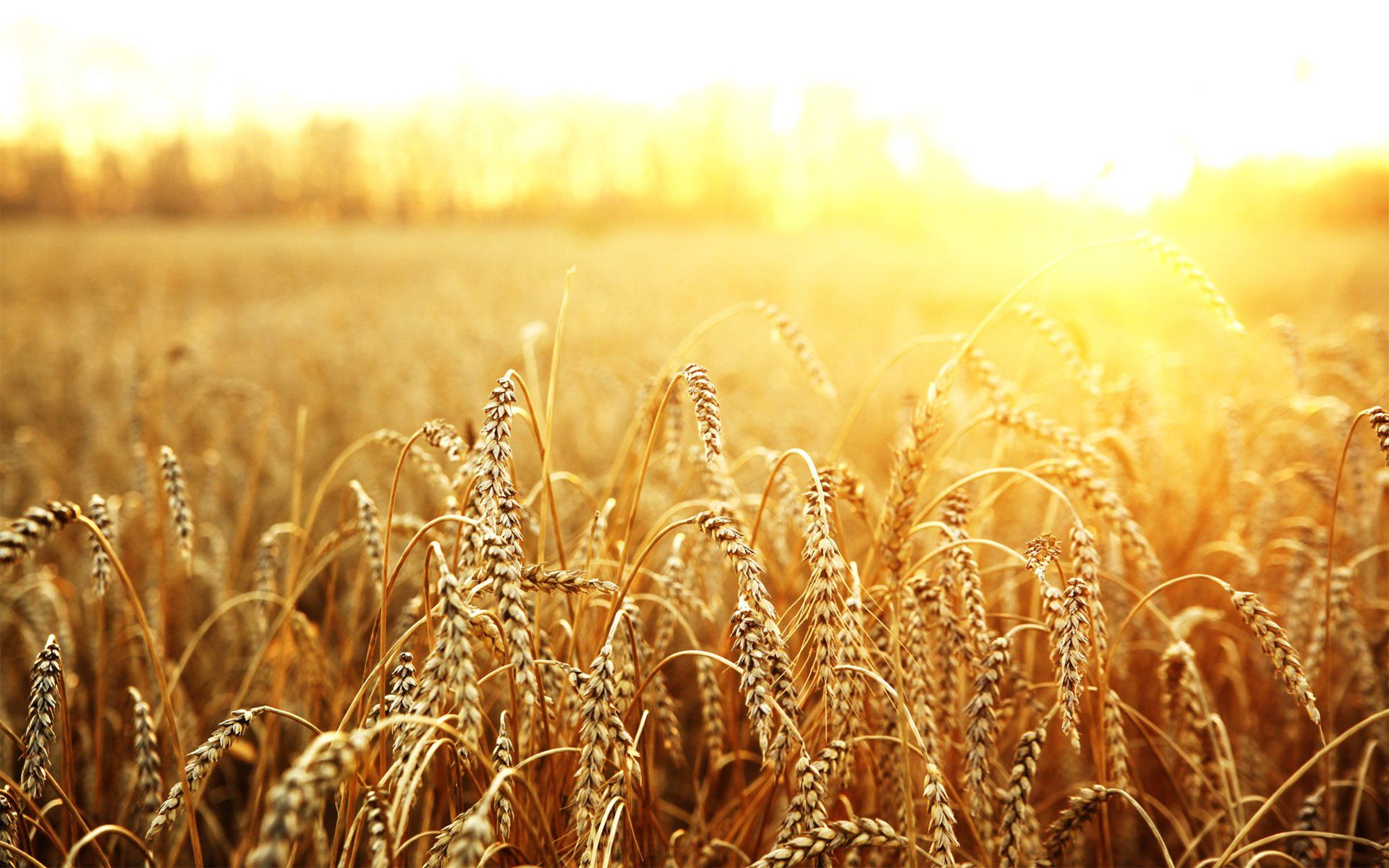 Wheat 4K Field Wallpapers