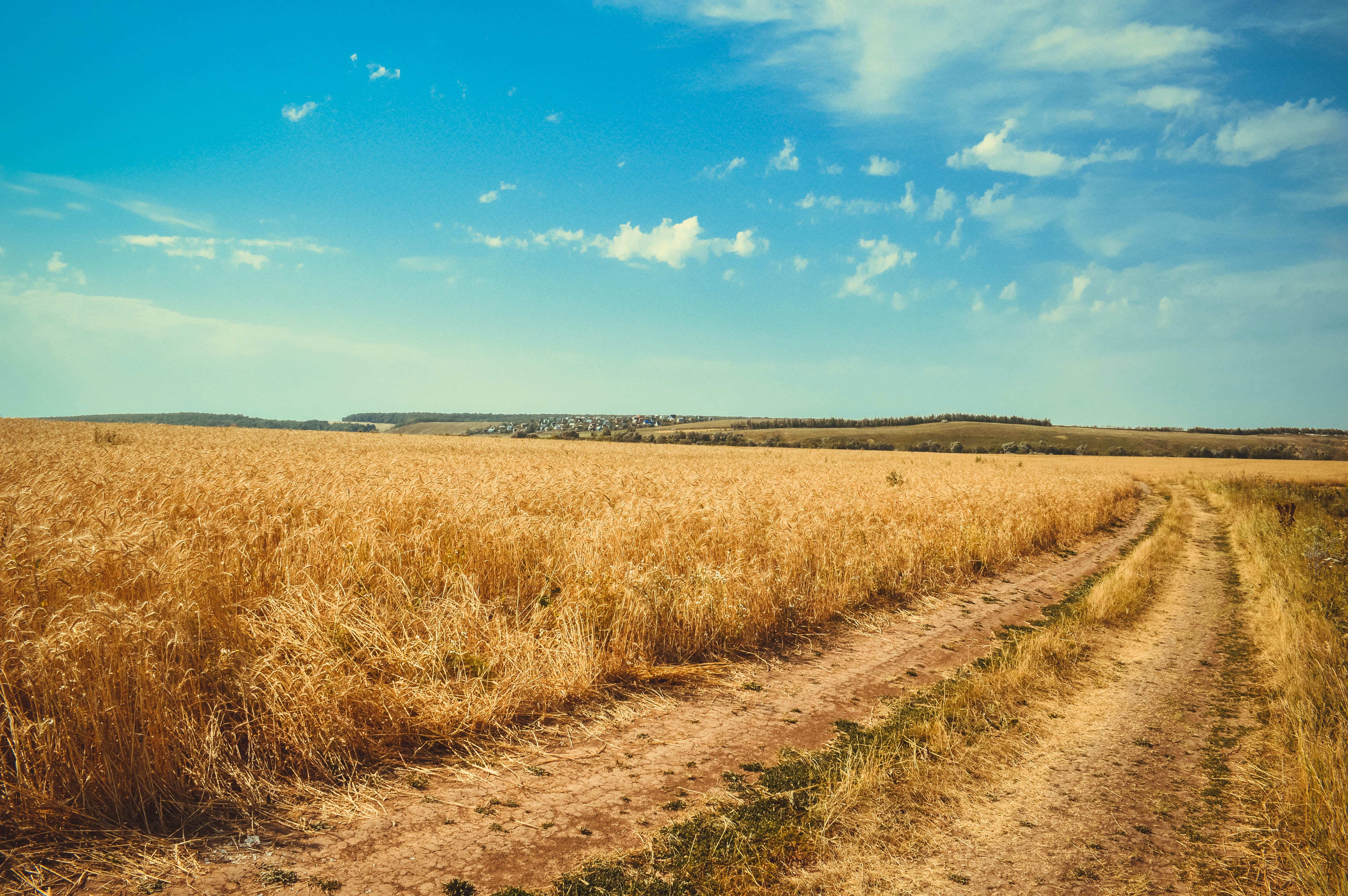 Wheat 4K Field Wallpapers