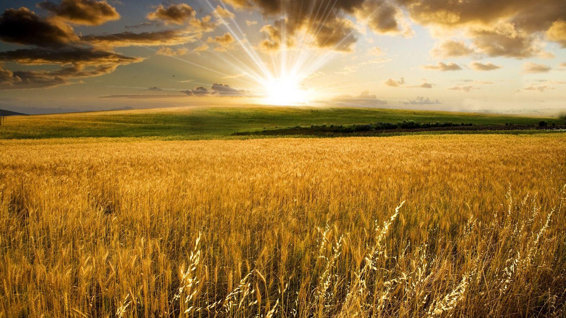 Wheat 4K Field Wallpapers