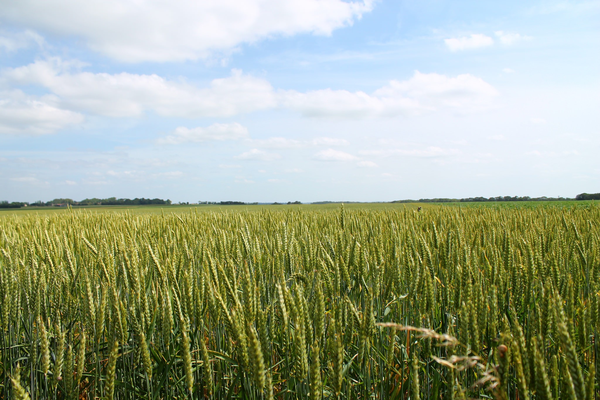 Wheat 4K Field Wallpapers