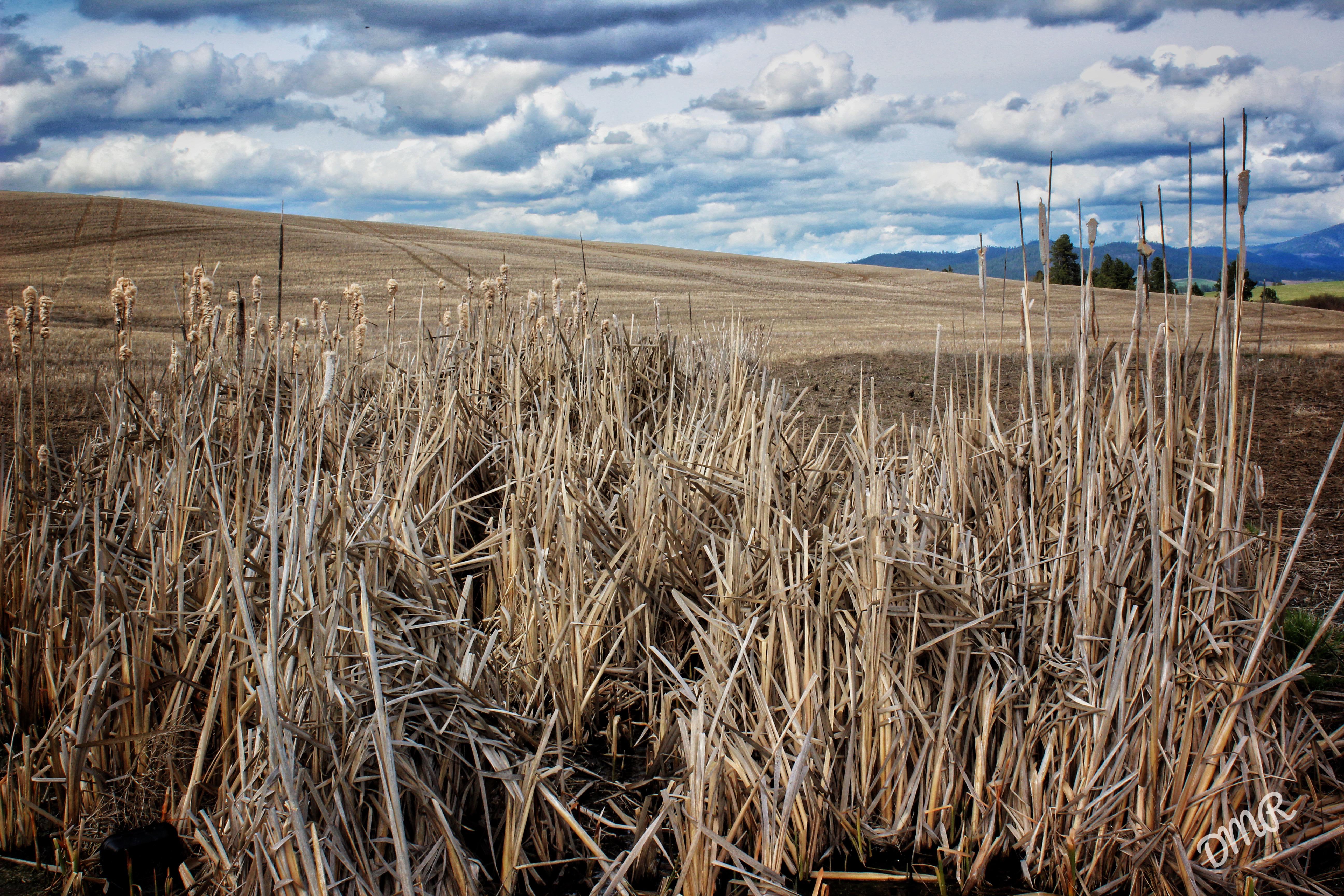 Wheat 4K Field Wallpapers