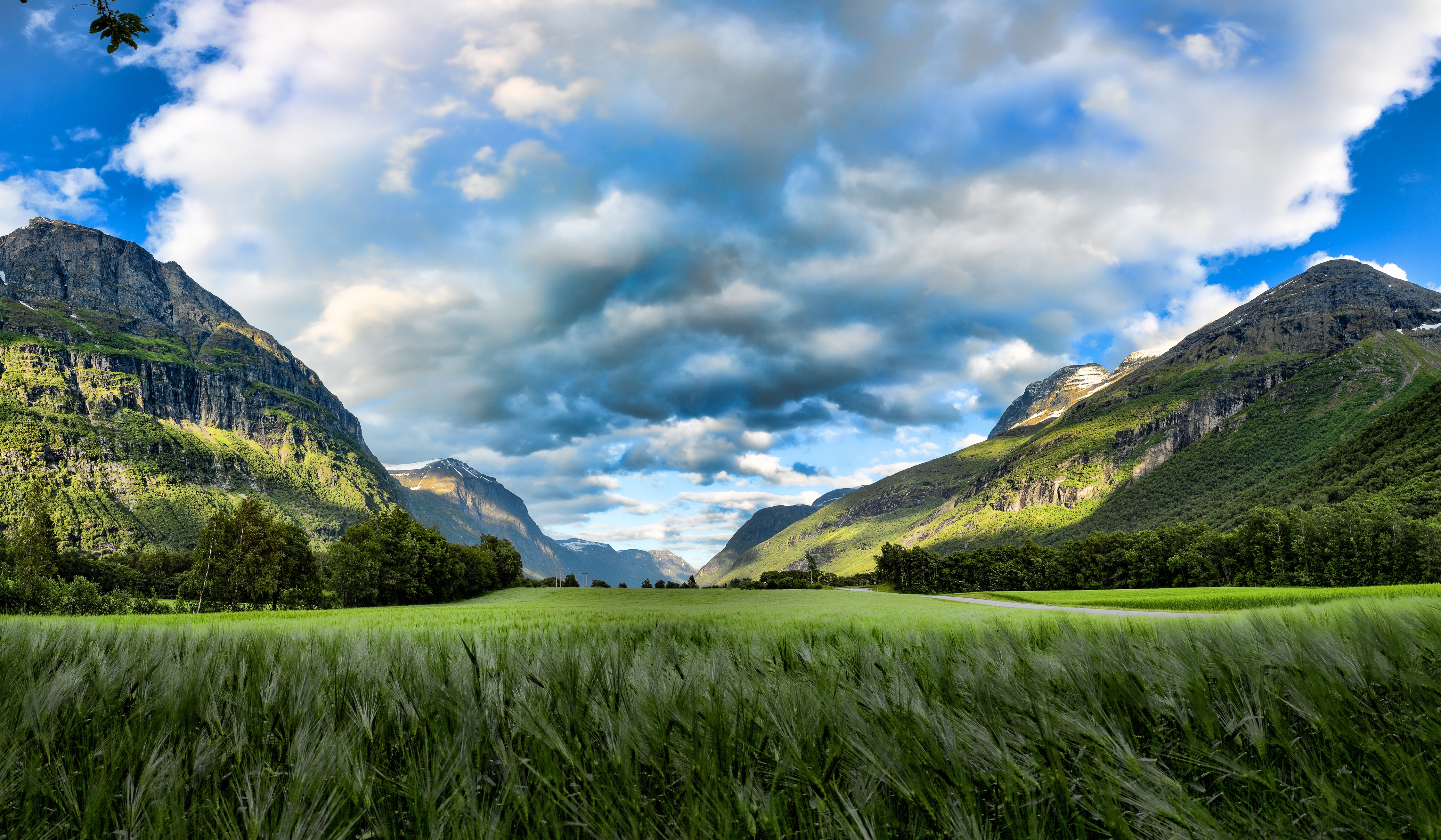 Wheat 4K Field Wallpapers