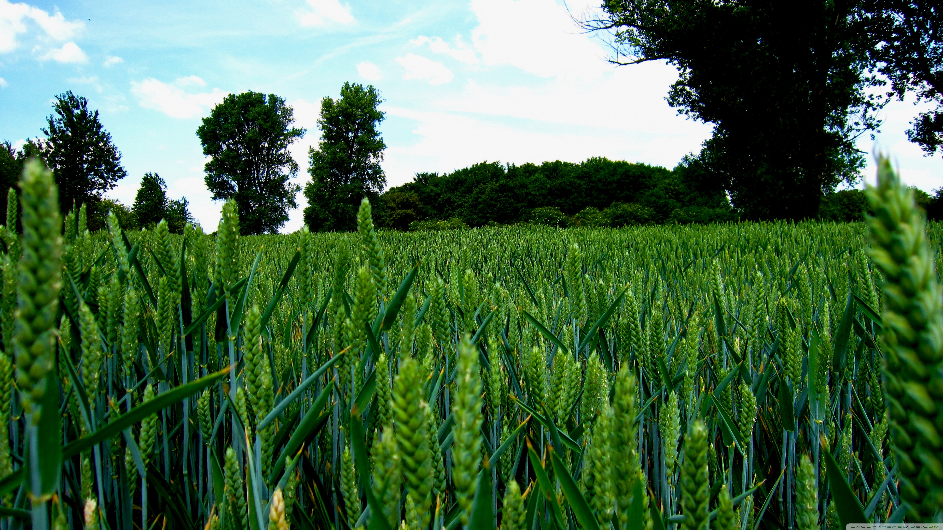 Wheat 4K Field Wallpapers