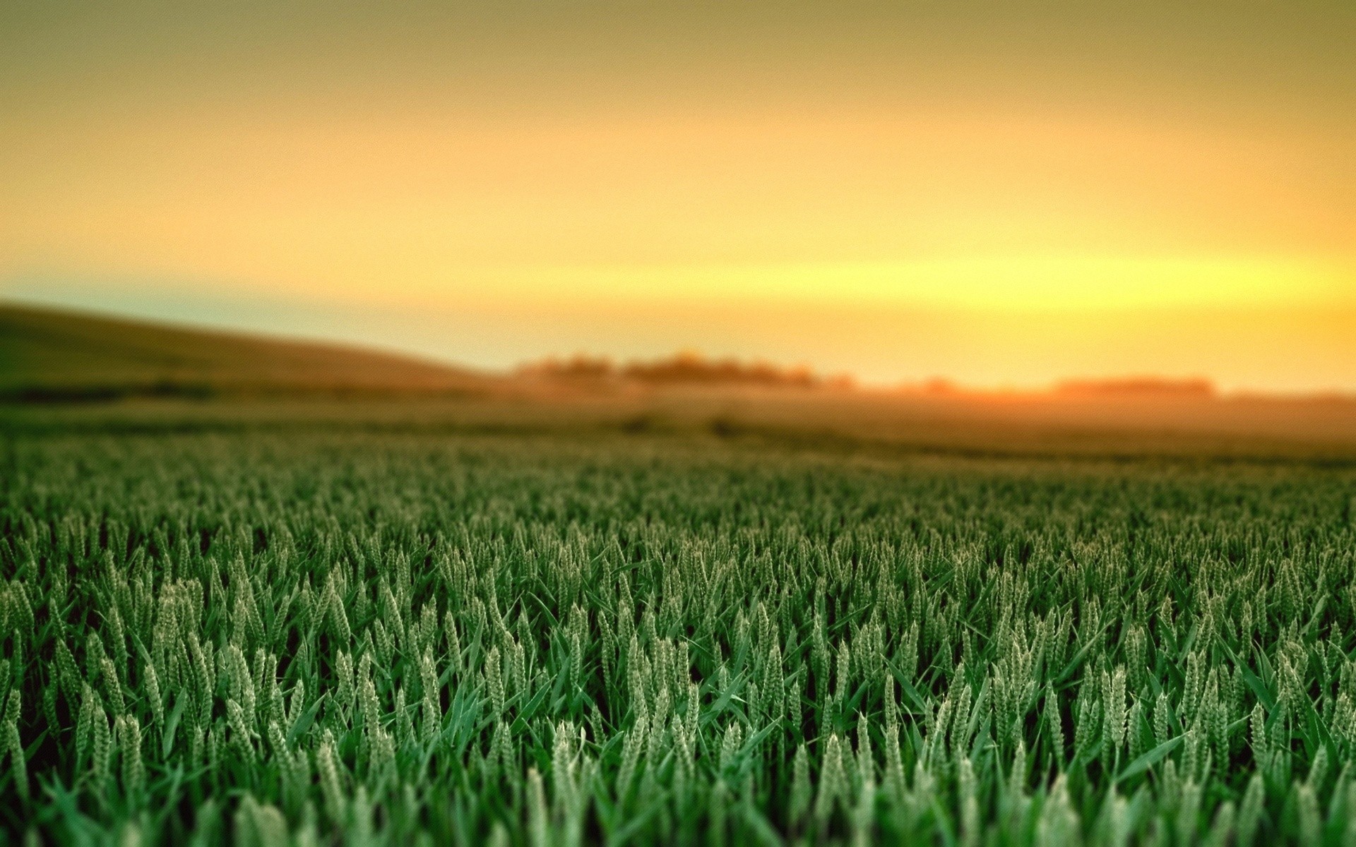 Wheat 4K Field Wallpapers