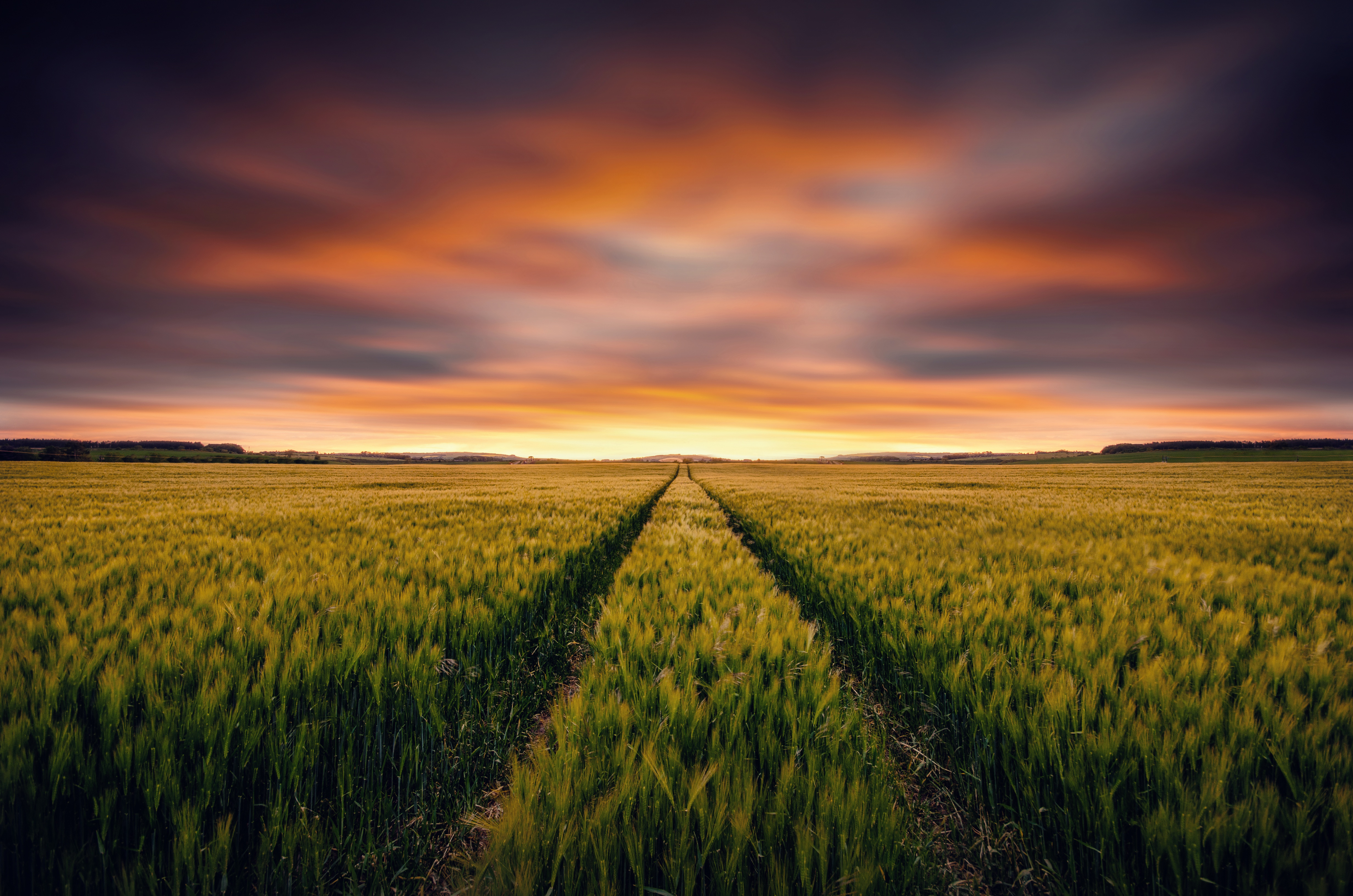 Wheat 4K Field Wallpapers