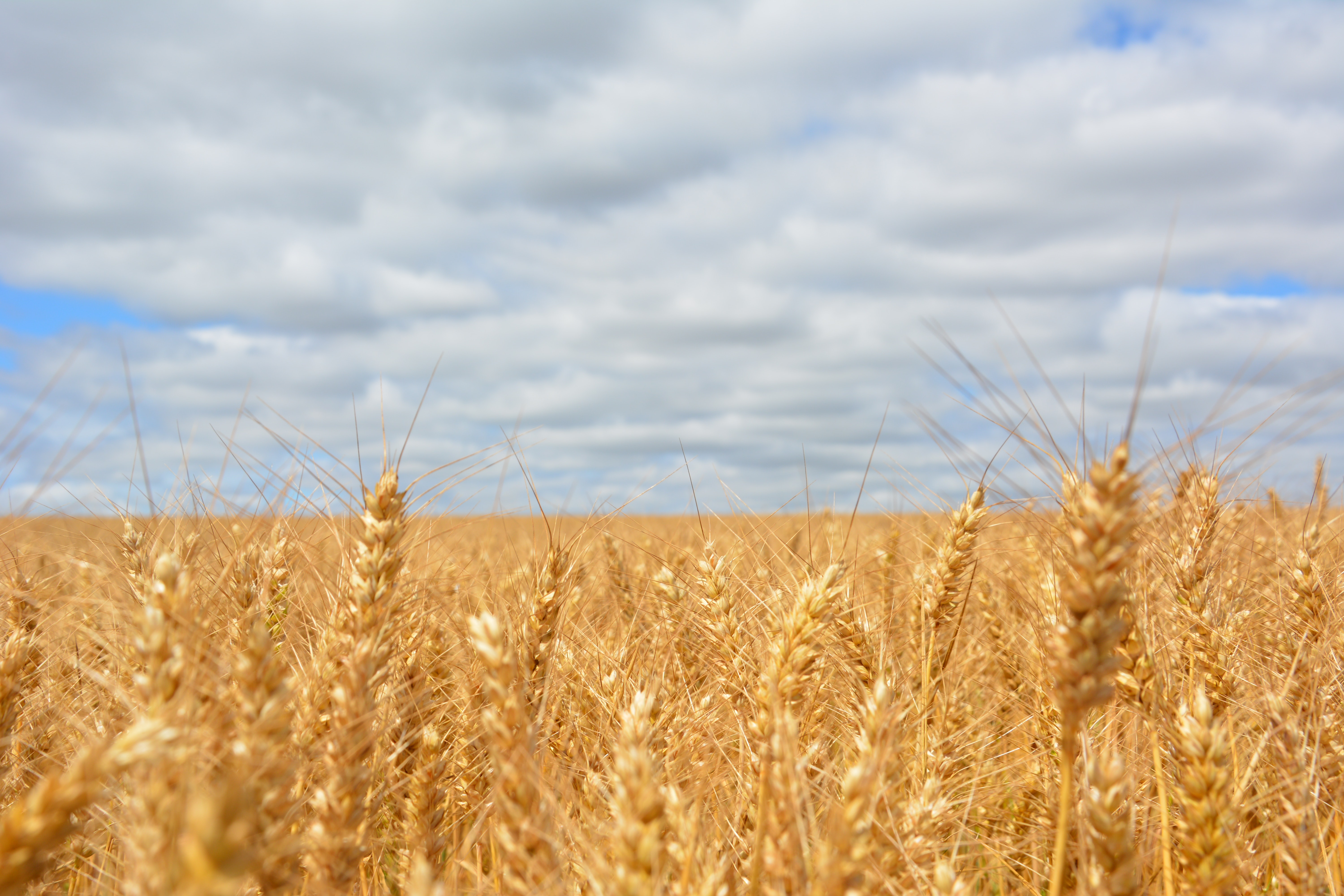 Wheat 4K Field Wallpapers