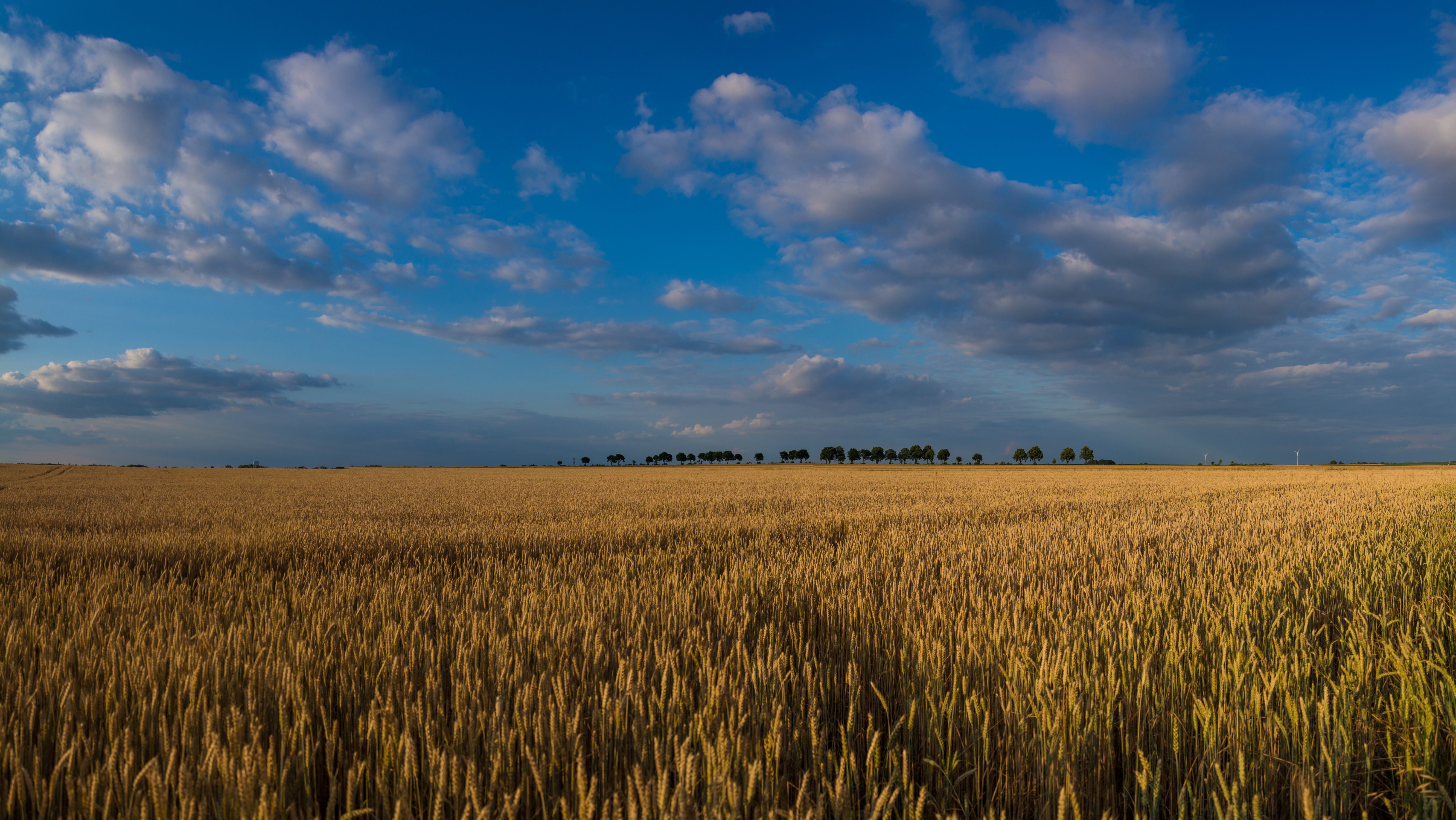 Wheat 4K Field Wallpapers