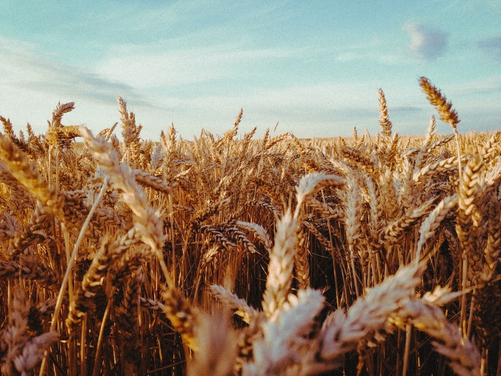 Wheat 4K Field Wallpapers