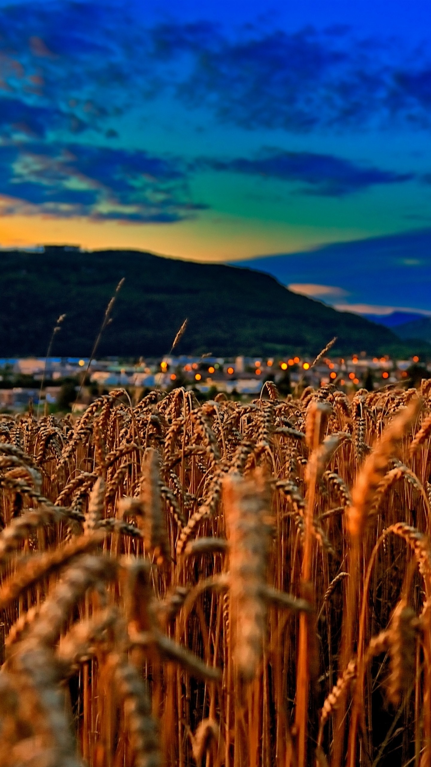 Wheat 4K Field Wallpapers