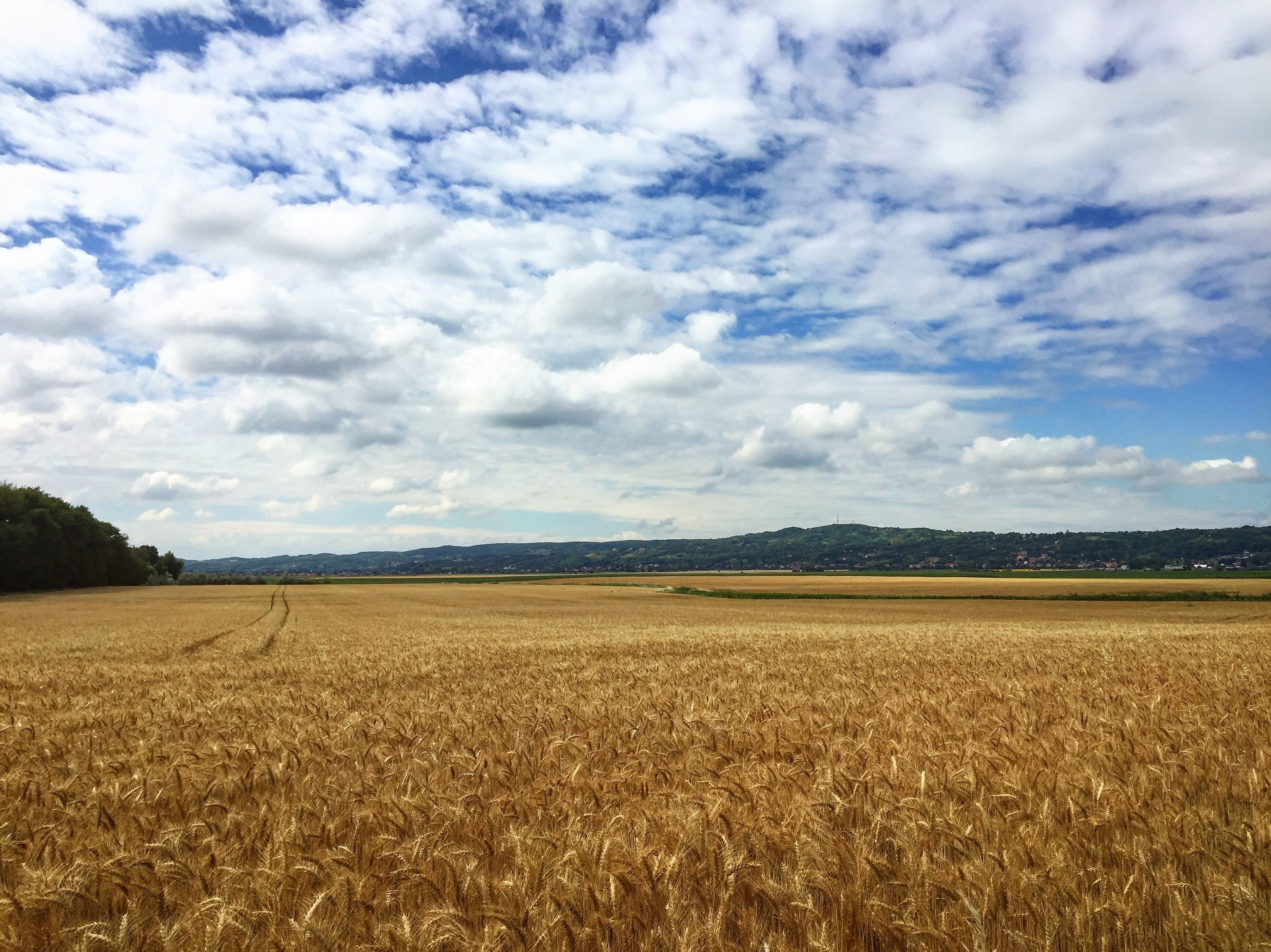 Wheat 4K Field Wallpapers