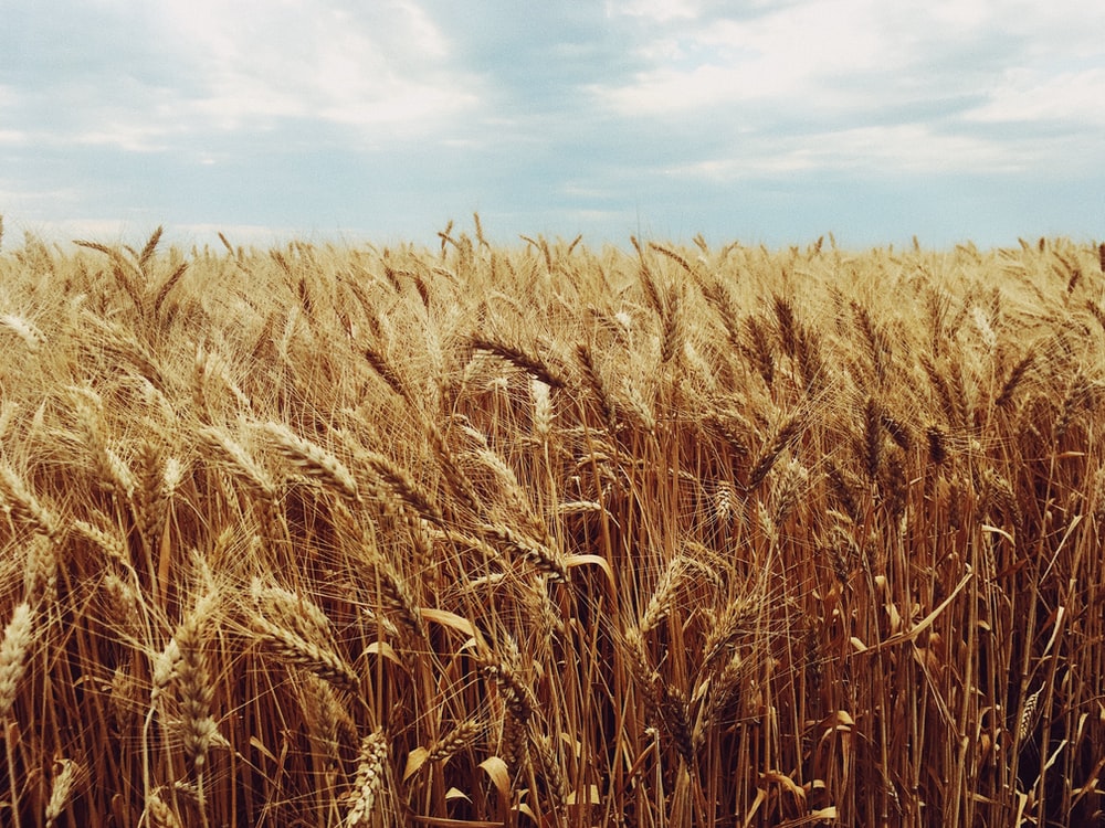 Wheat 4K Field Wallpapers