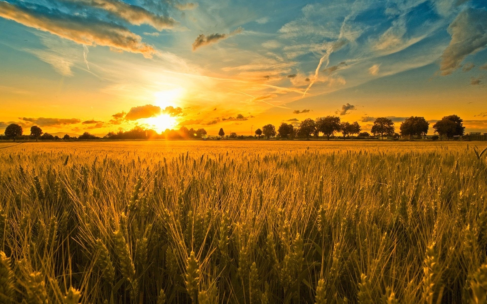 Wheat 4K Field Wallpapers