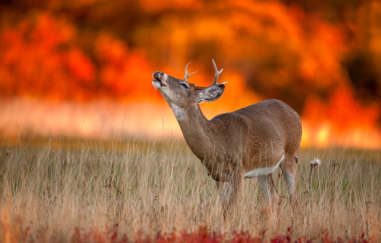 Wild Autumn Wallpapers