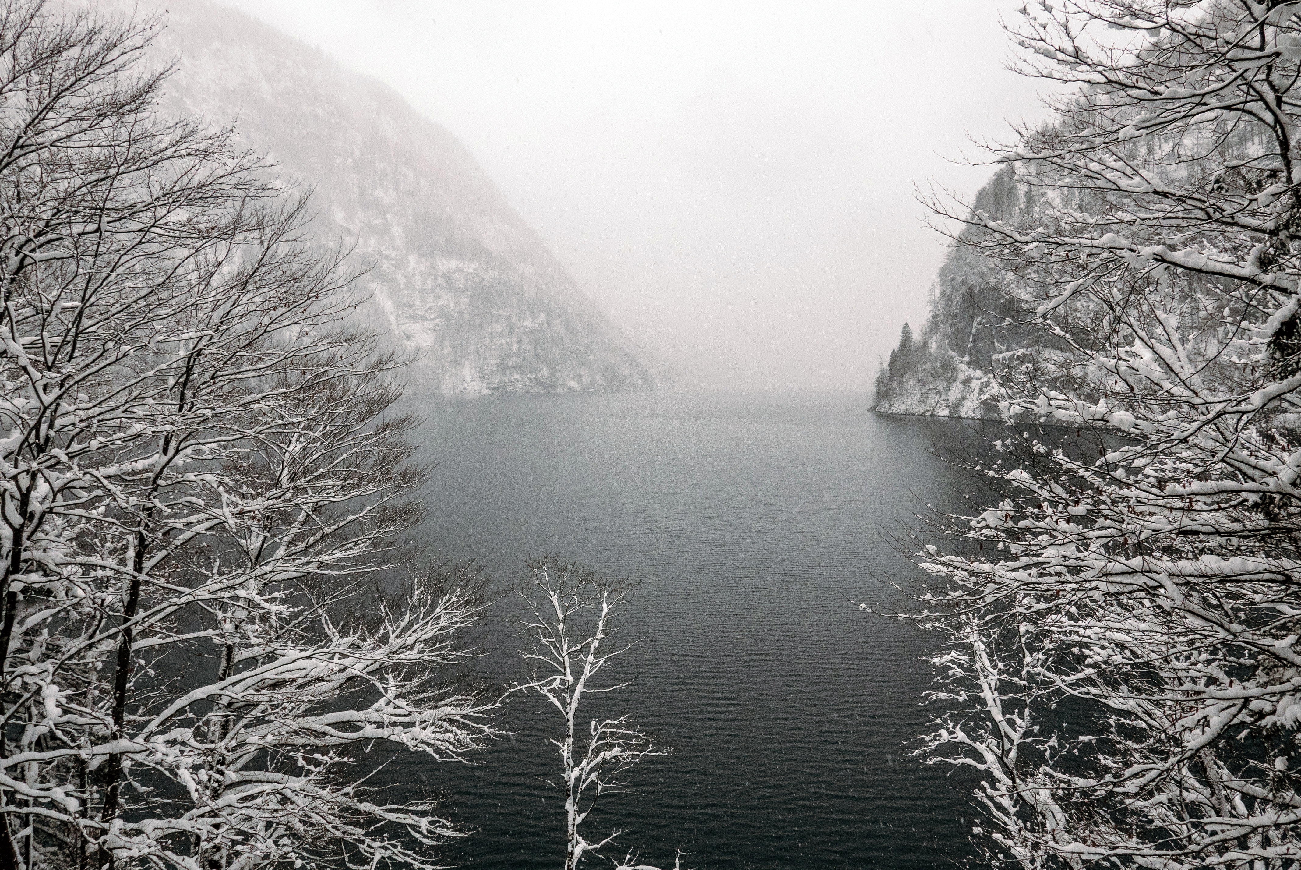 Winter Fog, Snow, Trees And Lake Wallpapers