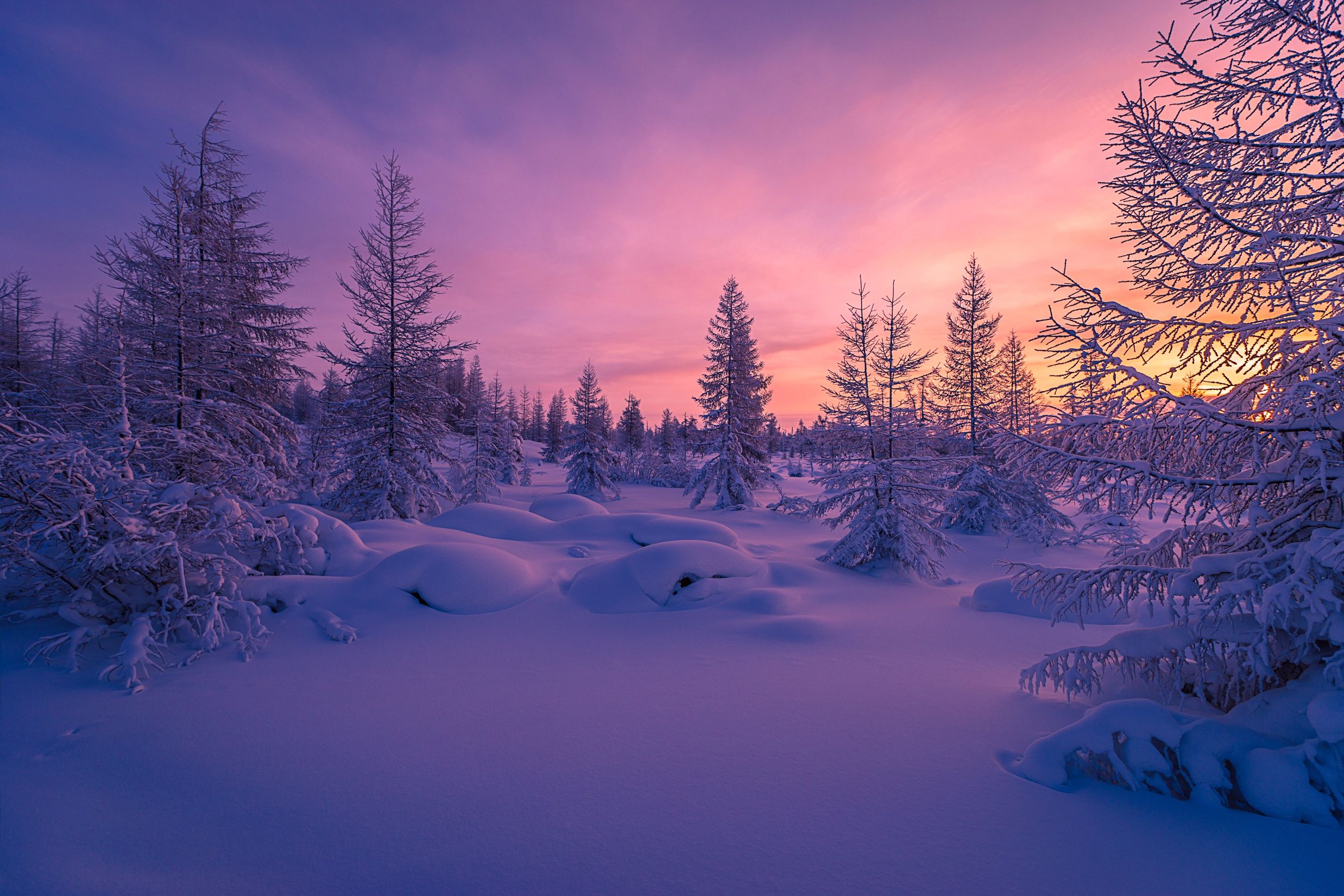 Winter Forest Landscape Nature Snow Wallpapers