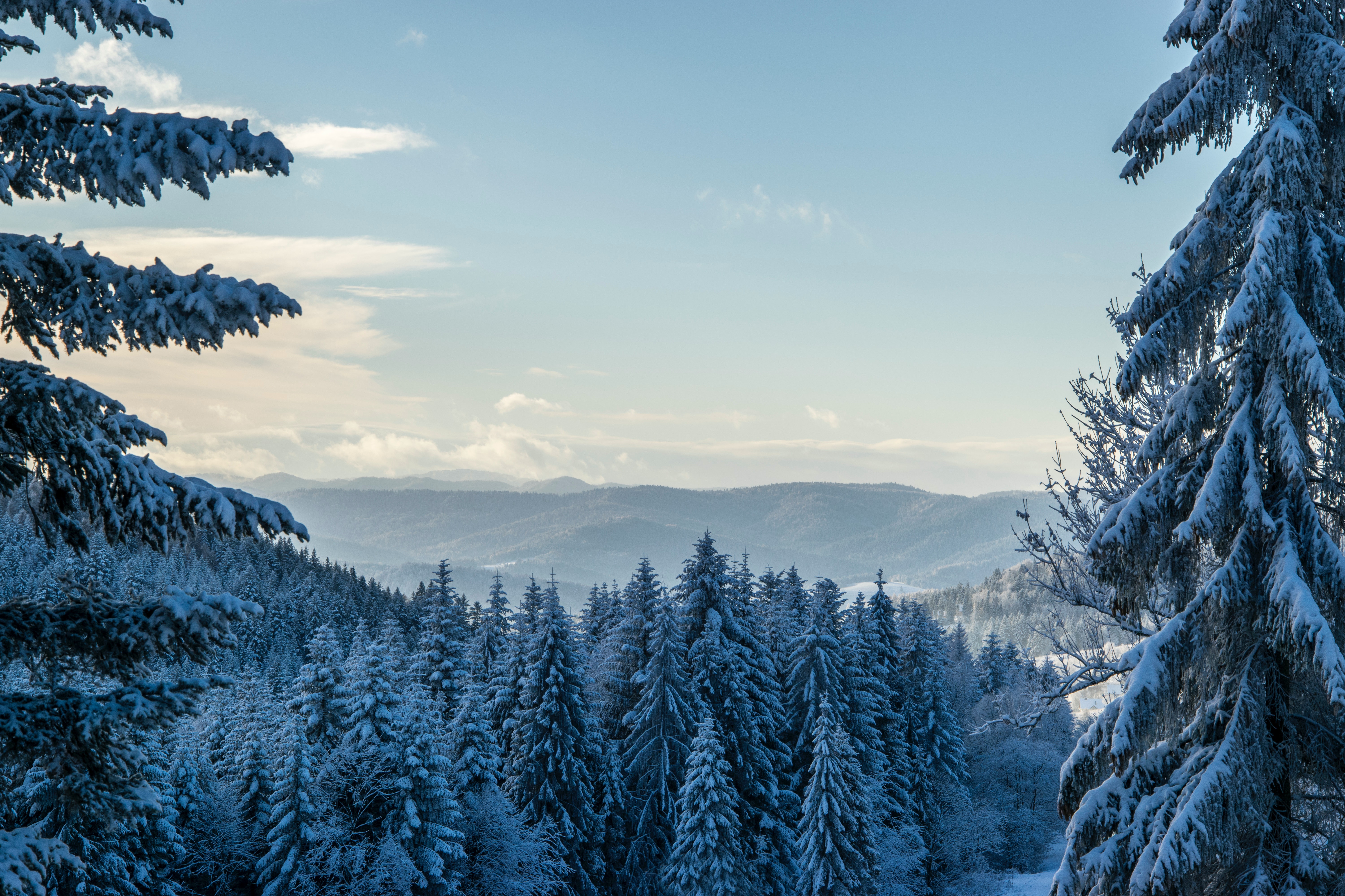 Winter Forest Landscape Nature Snow Wallpapers