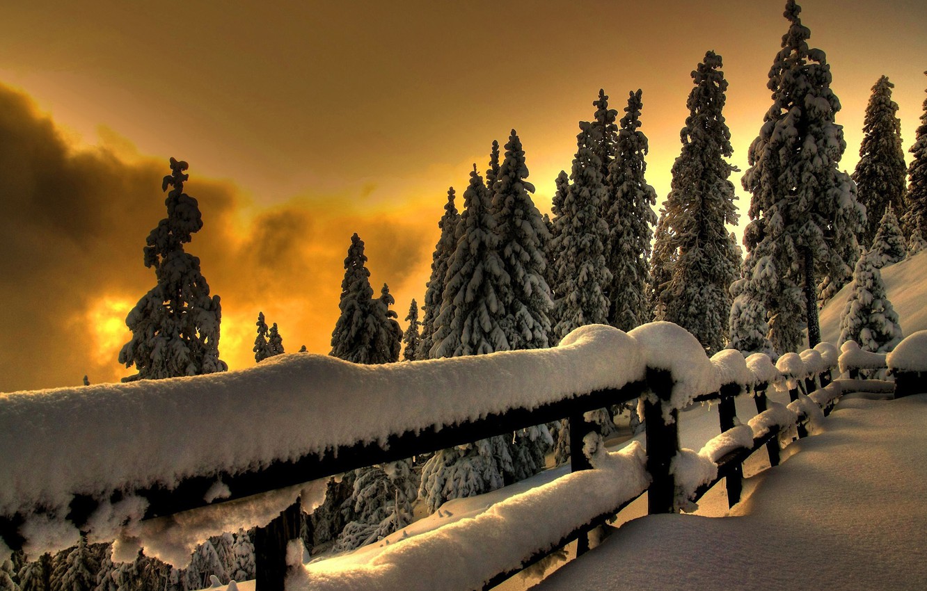 Winter Forest Landscape Nature Snow Wallpapers